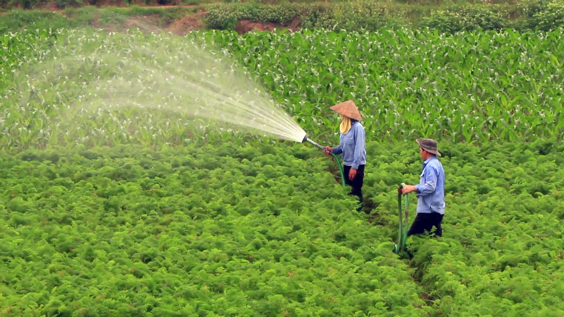 Haiduong, Vietnam, Woman watering carrot fields Stock Video Footage ...