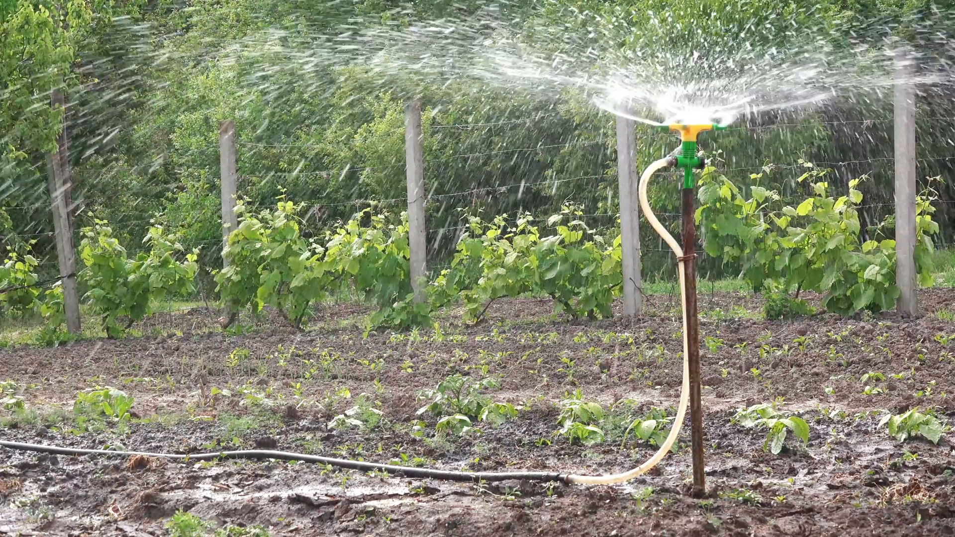 Irrigation Sprinkler Watering Vegetable Garden, Irrigating ...