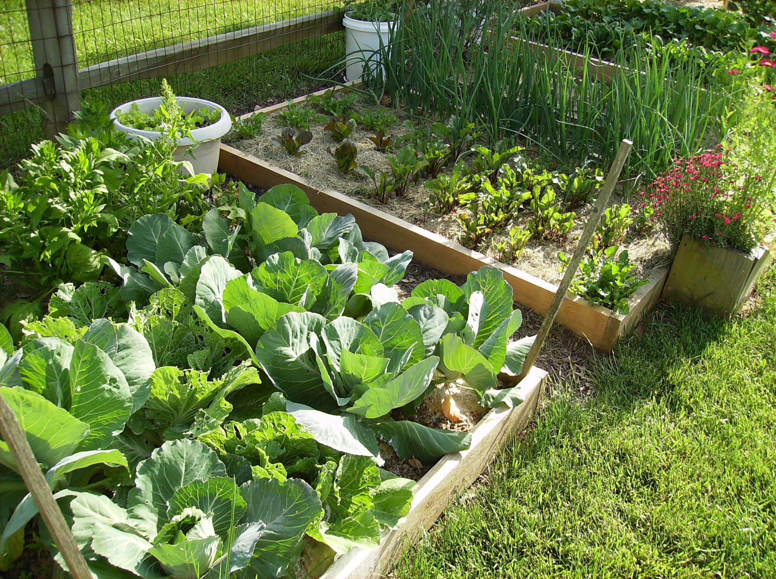 Watering Vegetable Garden - Elegant Watering Ve Able Gardening In A ...