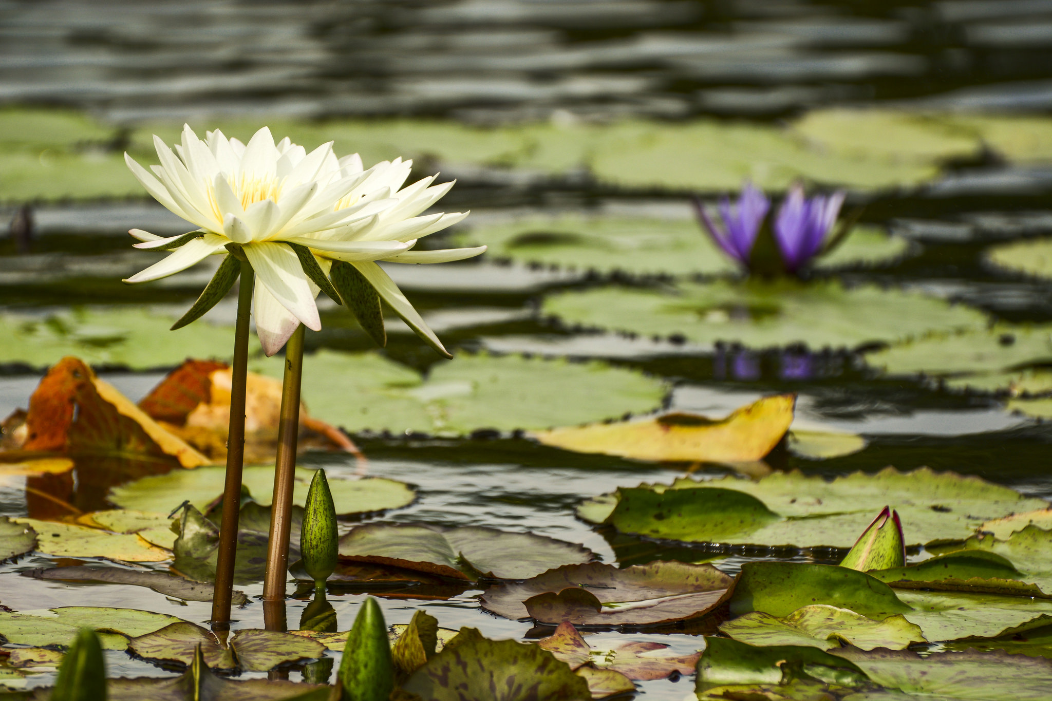 What's the difference between water lilies and water lotus? | MNN ...