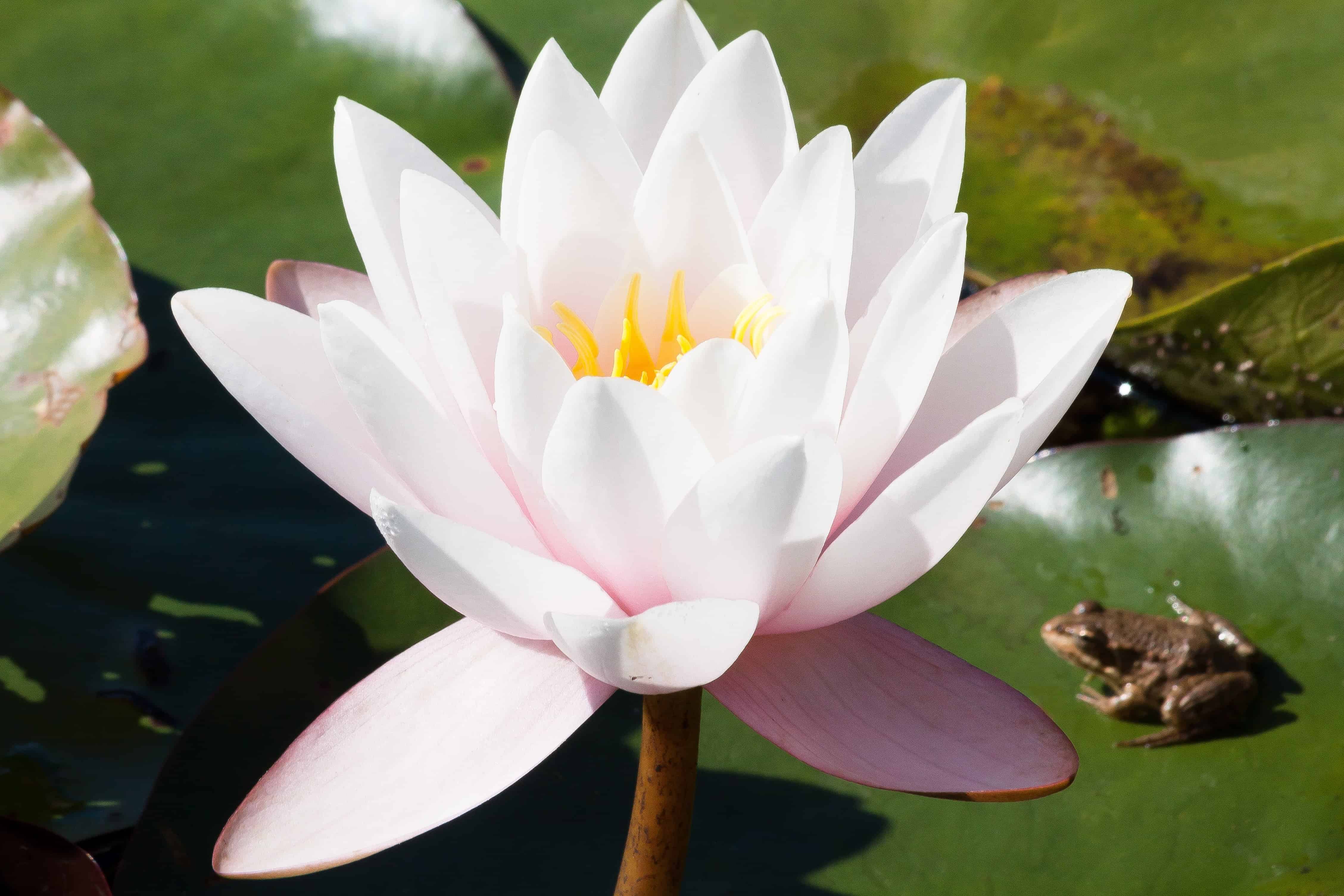 Free picture: horticulture, aquatic, waterlily, nature, white lotus ...
