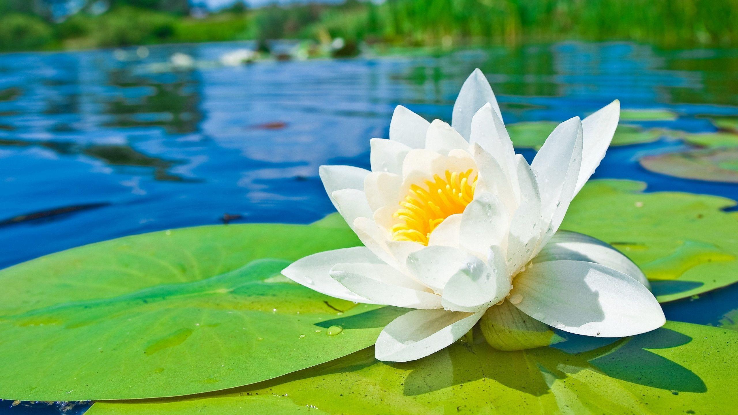 Water Lily Wallpapers 16 - 2560 X 1440 | stmed.net