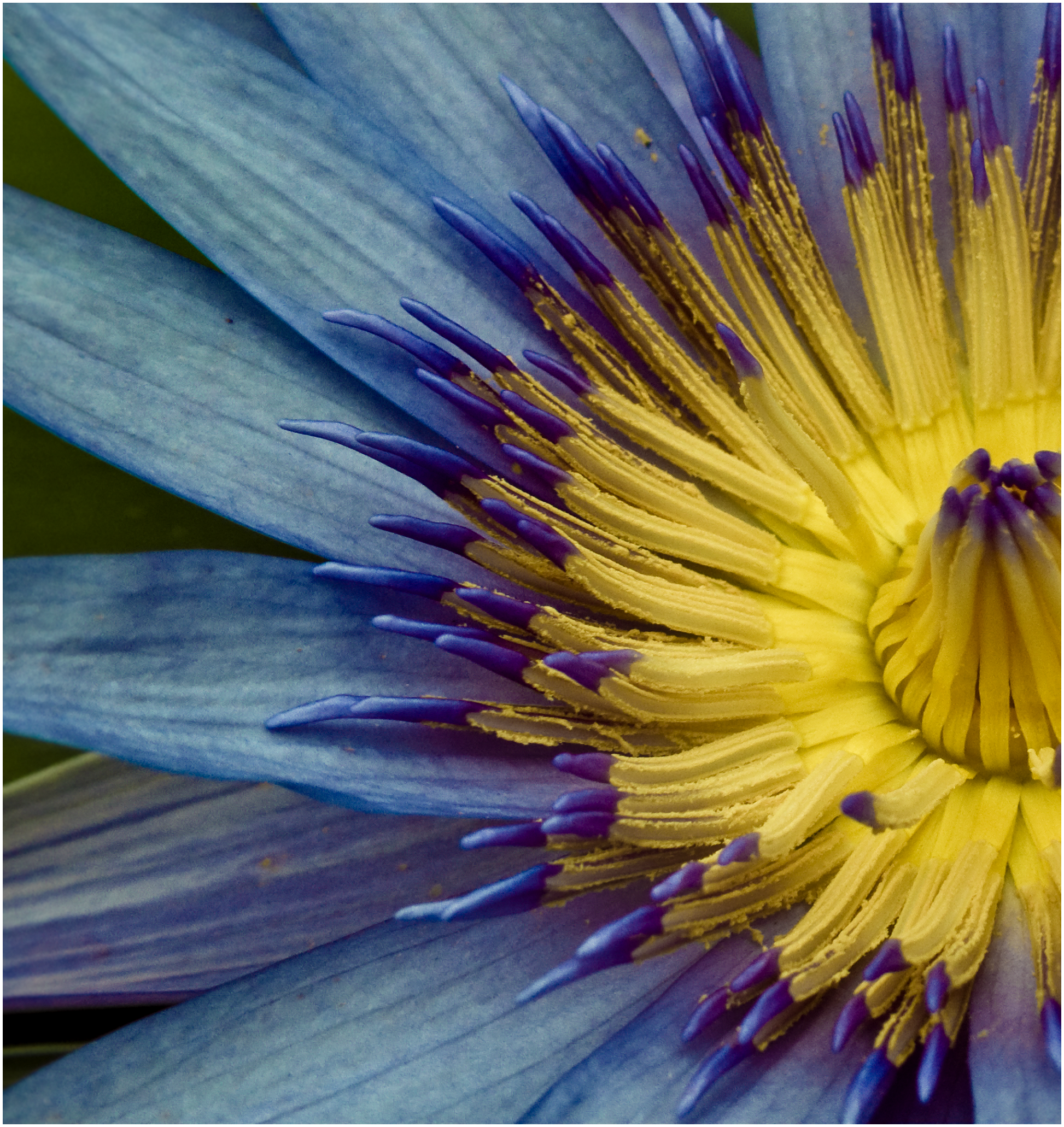 Waterlily flower close up photo