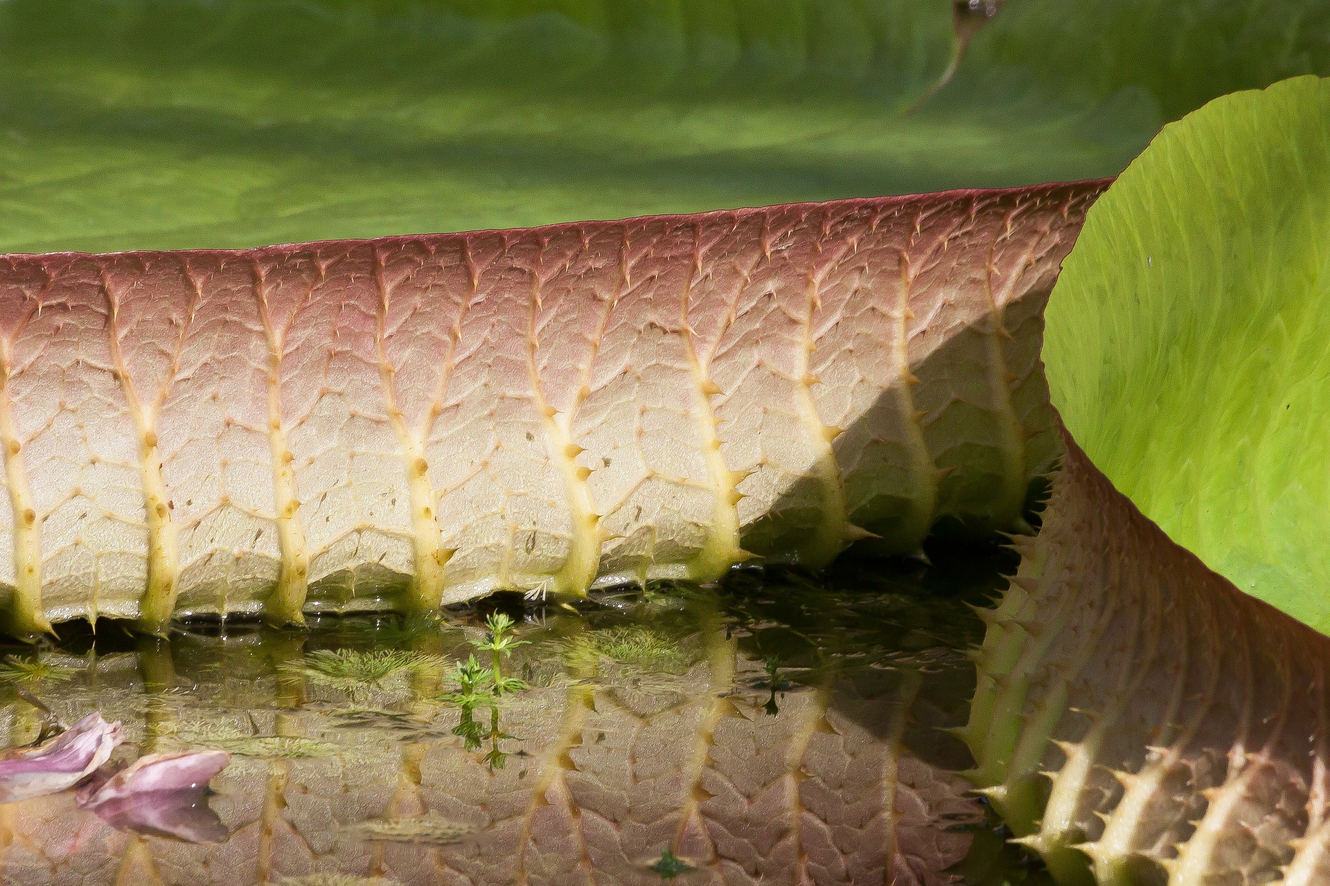 Waterlily Leaves, Flow, Lake, Leaf, Leave, HQ Photo