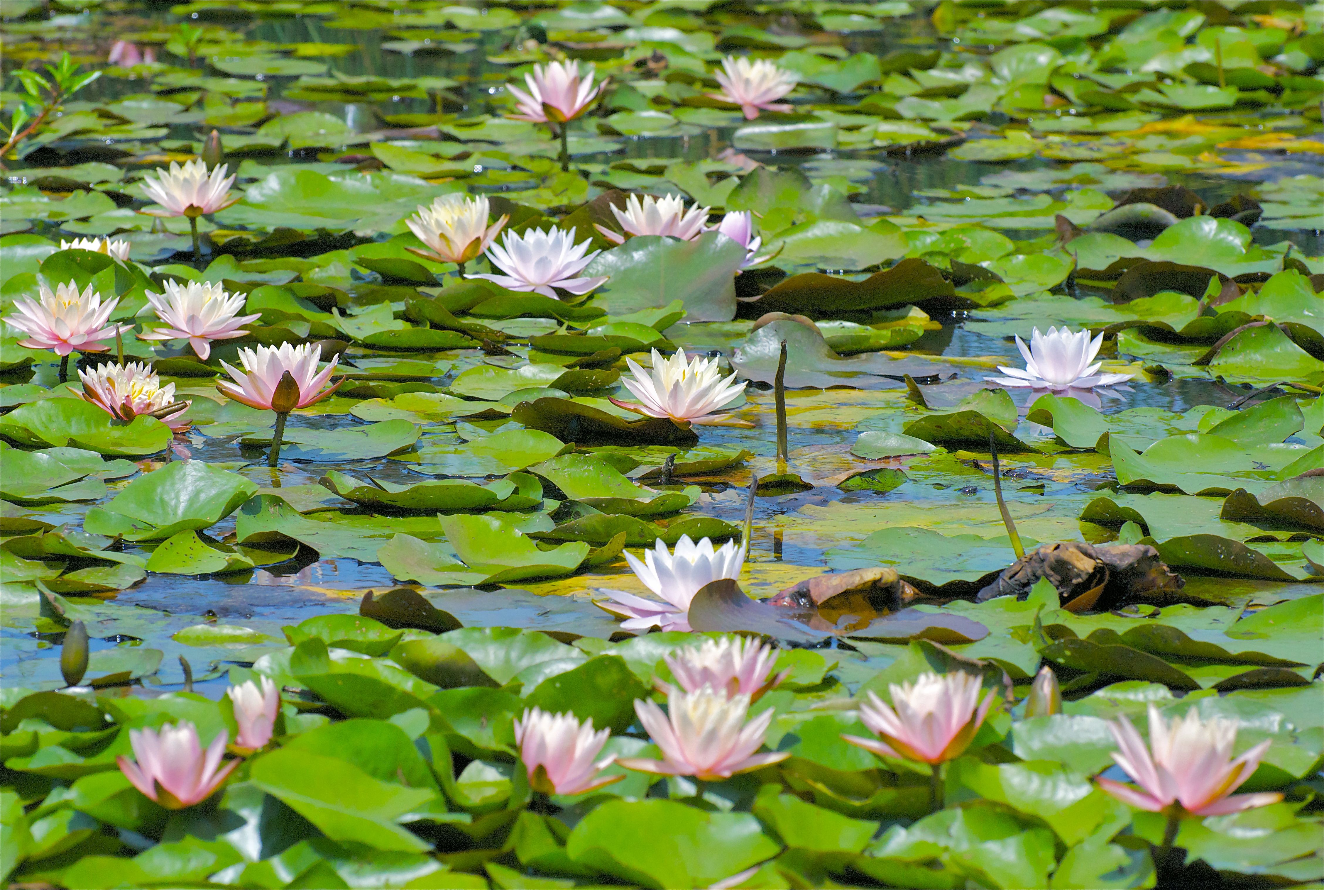 lilies on pond | Lily Pond | Water lilies | Pinterest | Pond, Water ...