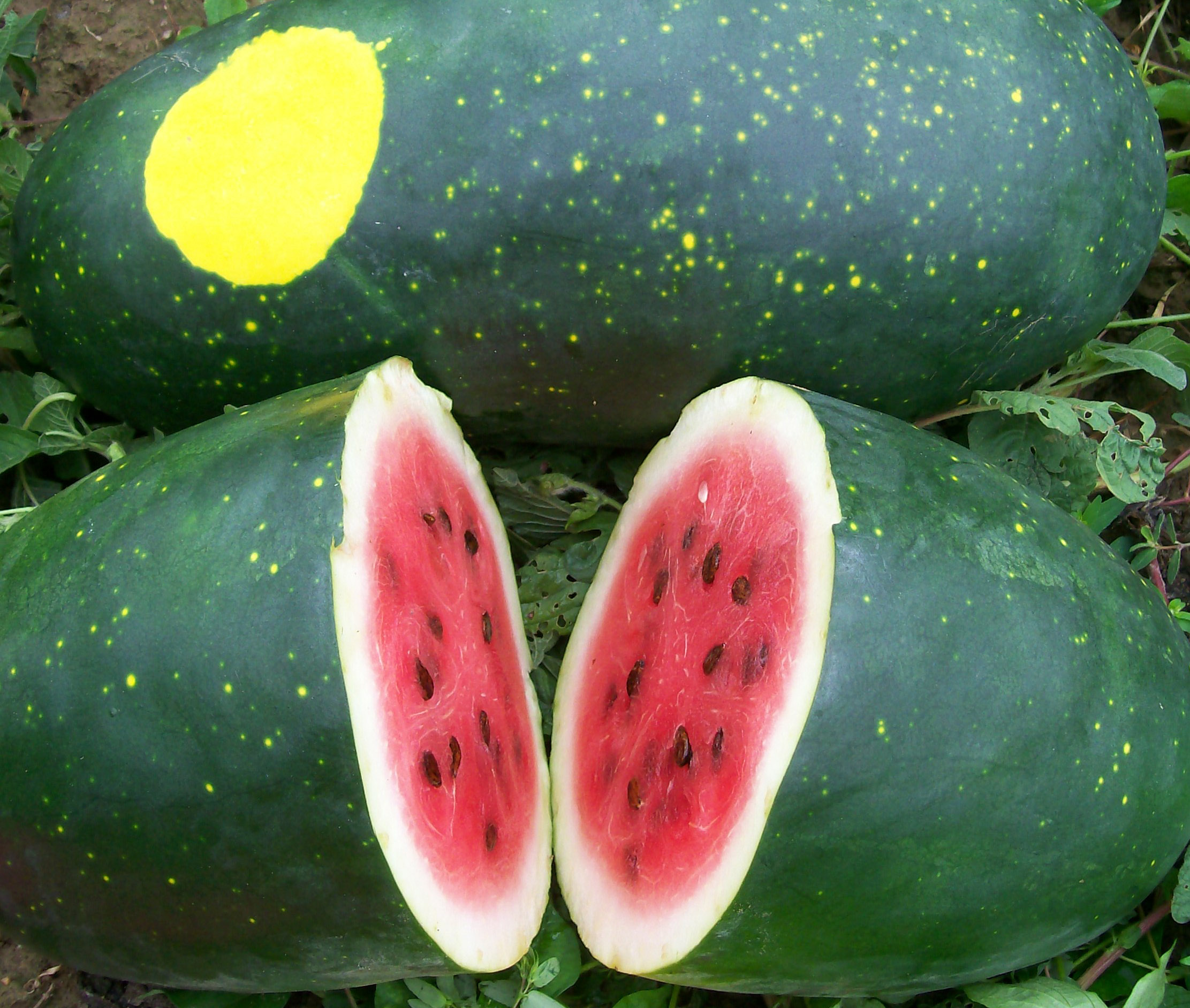 Amish Moon And Stars Watermelon, 3 g : Southern Exposure Seed ...