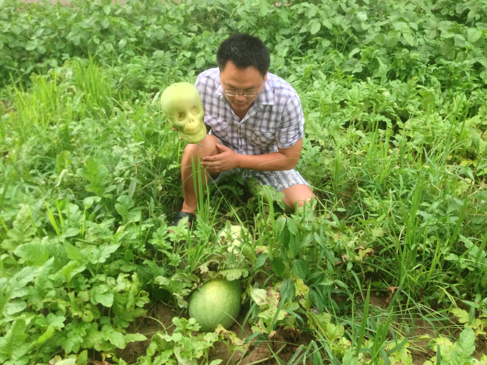 world first skull shape watermelon developed