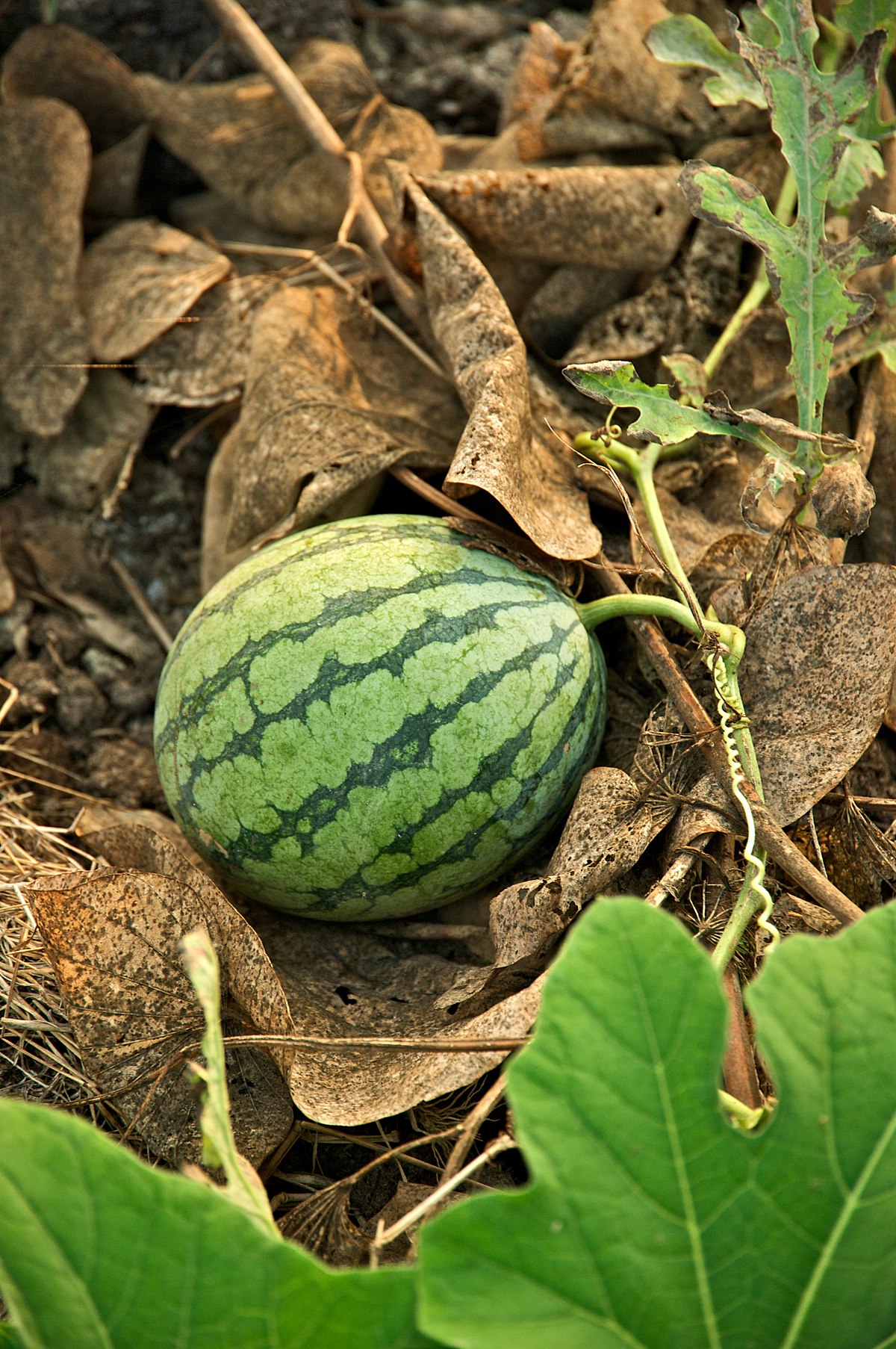 Watermelon - Wikipedia