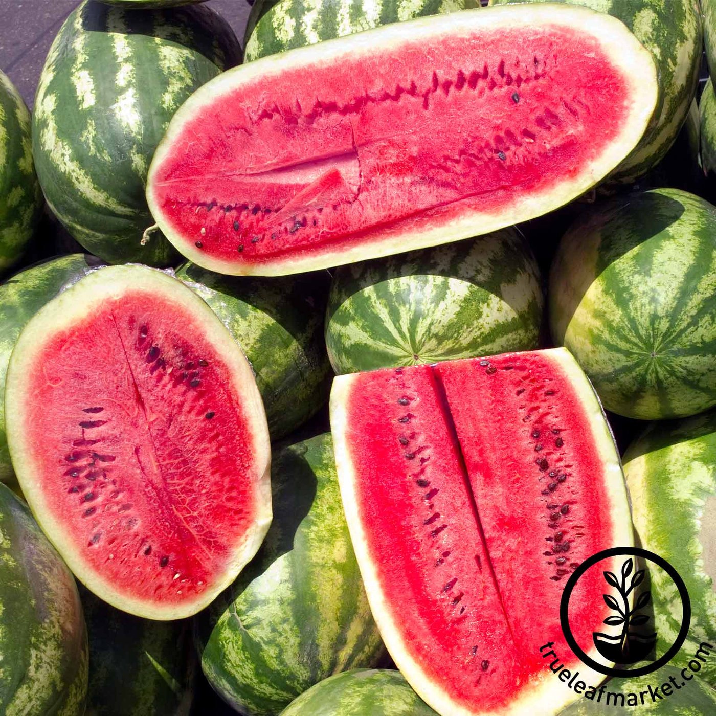 Non-GMO Sweet Beauty Watermelon Seeds | Hybrid Watermelon Garden Seed