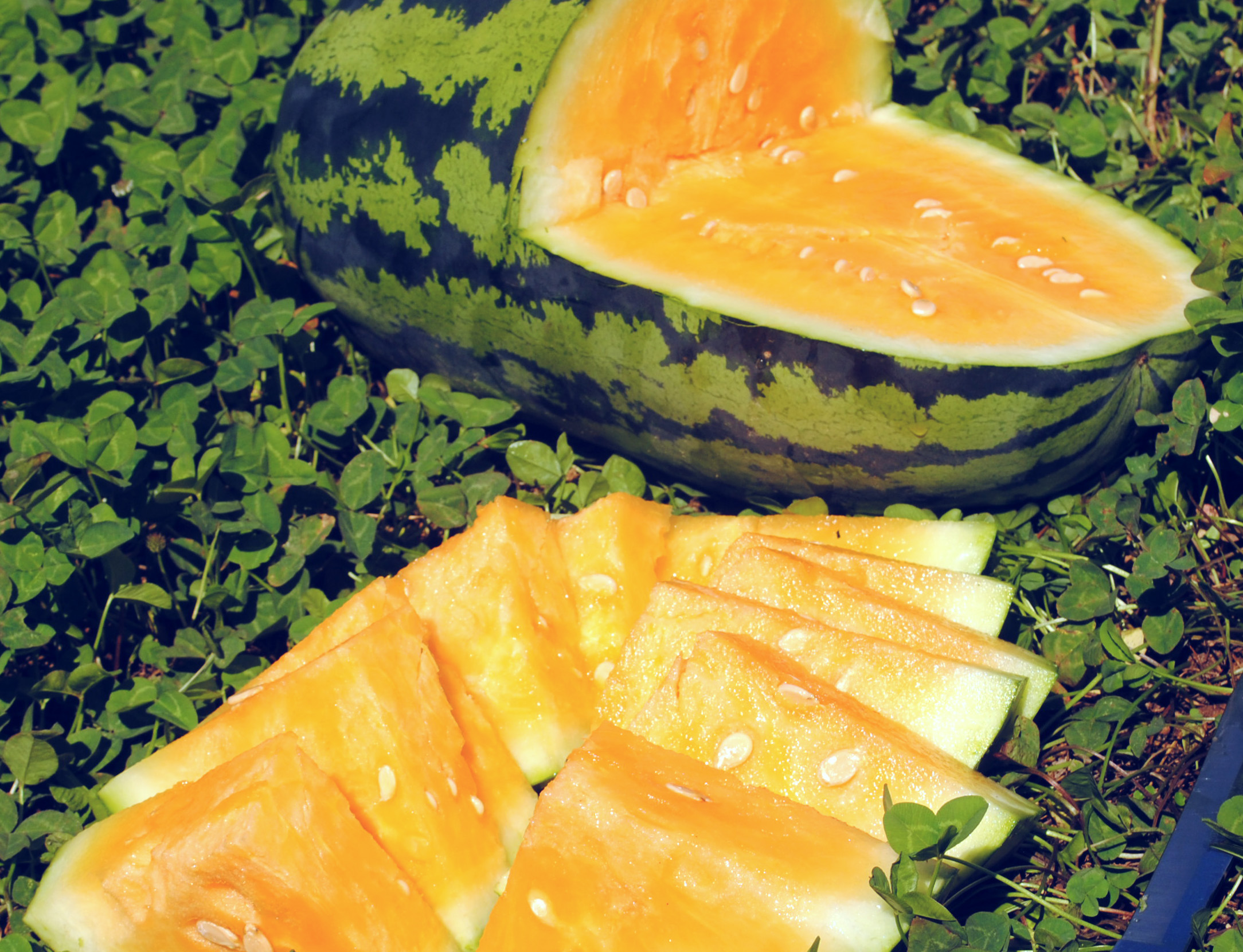 OrangeGlo Watermelon, 3 g : Southern Exposure Seed Exchange, Saving ...