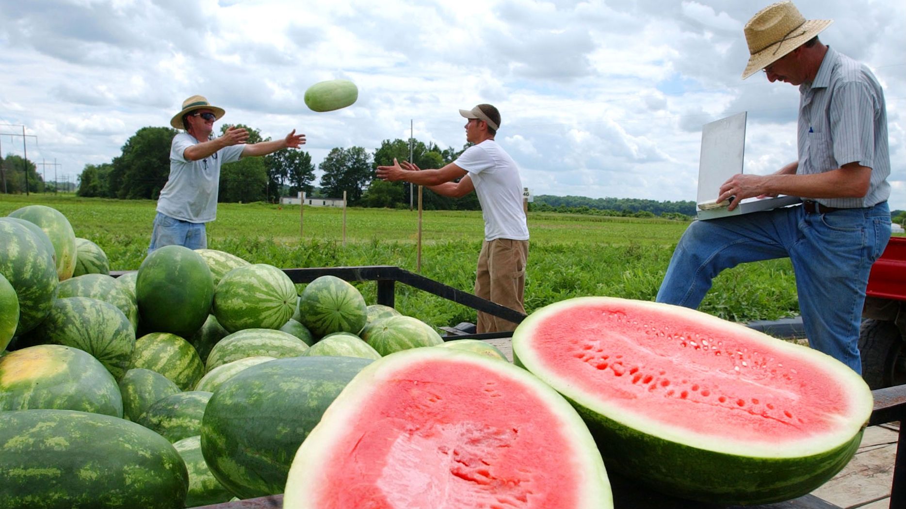 Let's get real about seedless watermelons: They have seeds — Quartz