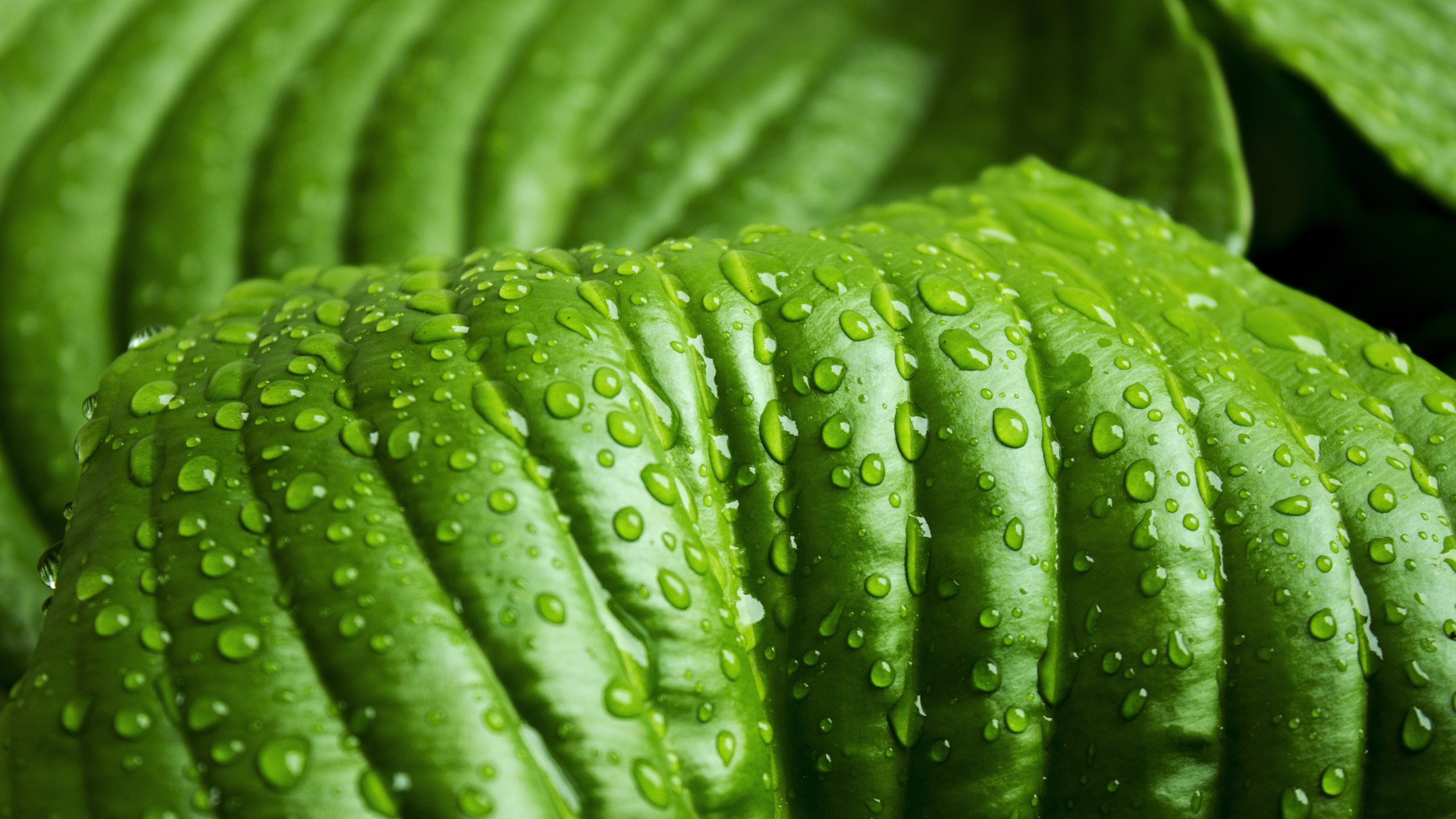 Watery leaf photo