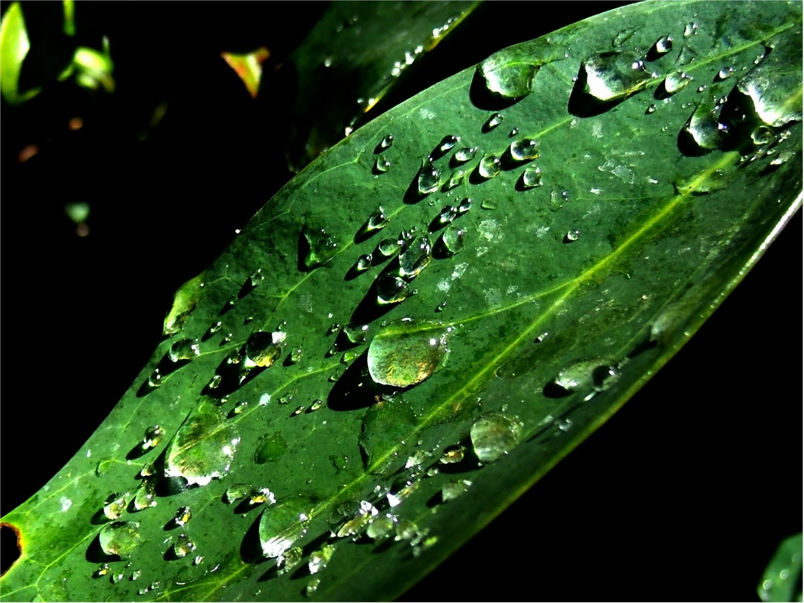 Dew drop on the leaf wallpaper | Wallpaper Wide HD