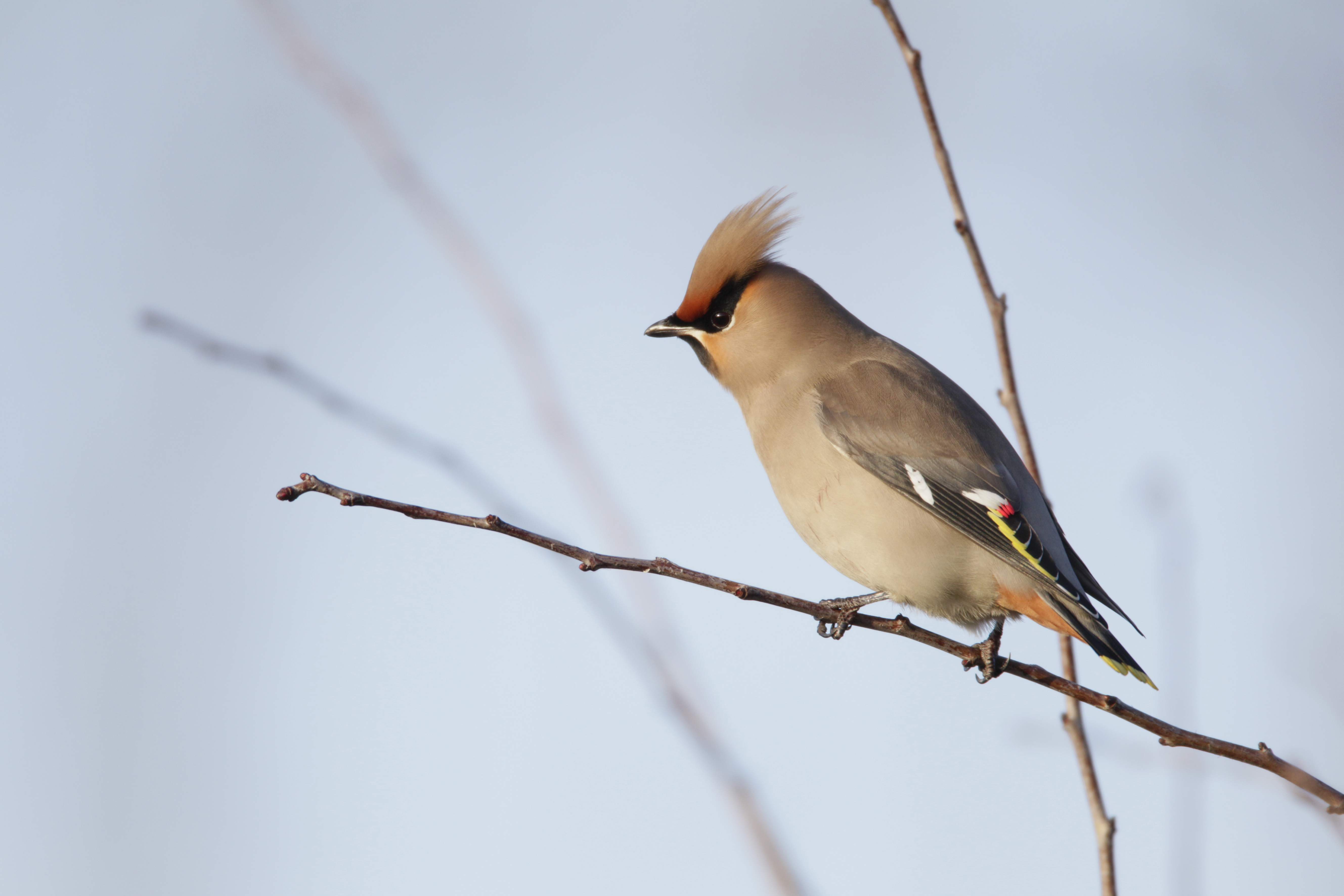 Waxwings | Bird Family Overview - The RSPB