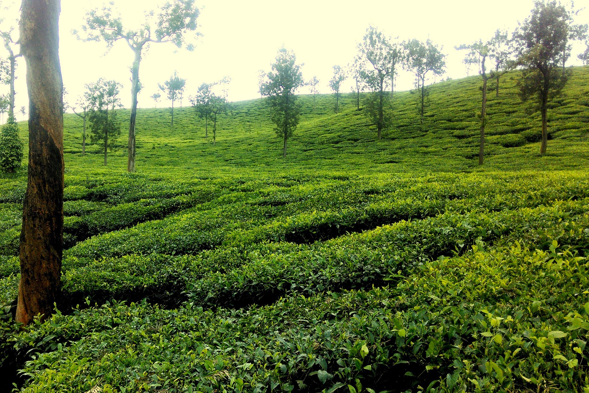 29 Wayanad Tour Packages - Get Deals on Holiday Packages | HolidayIQ