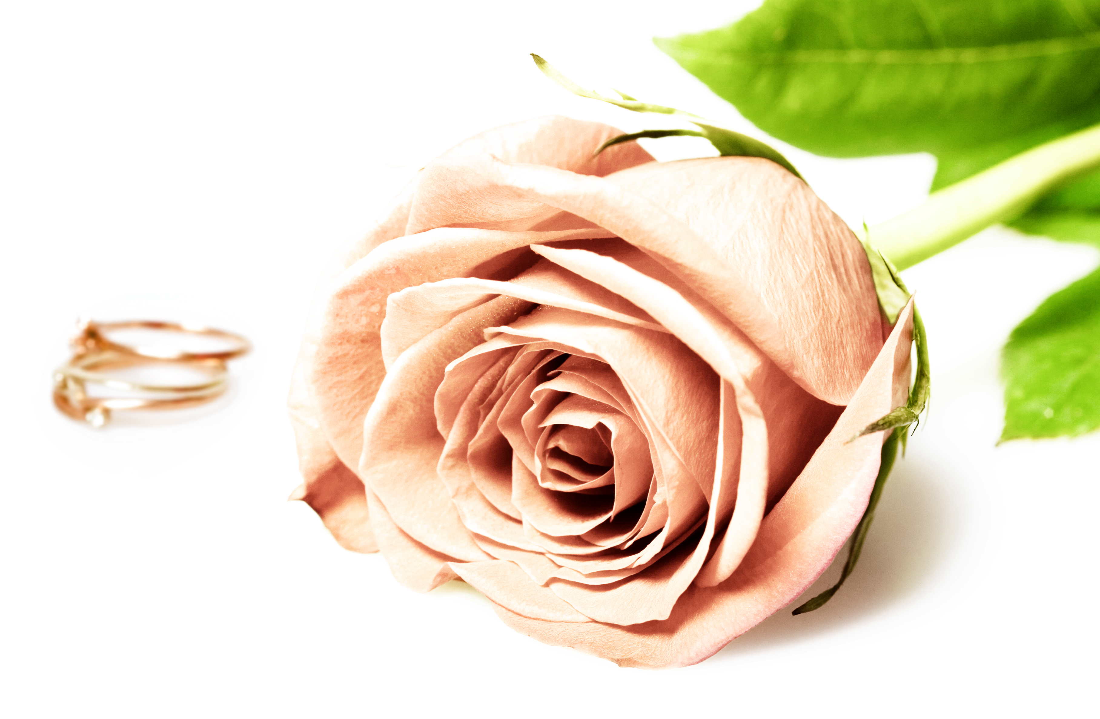 Wedding rings with rose photo