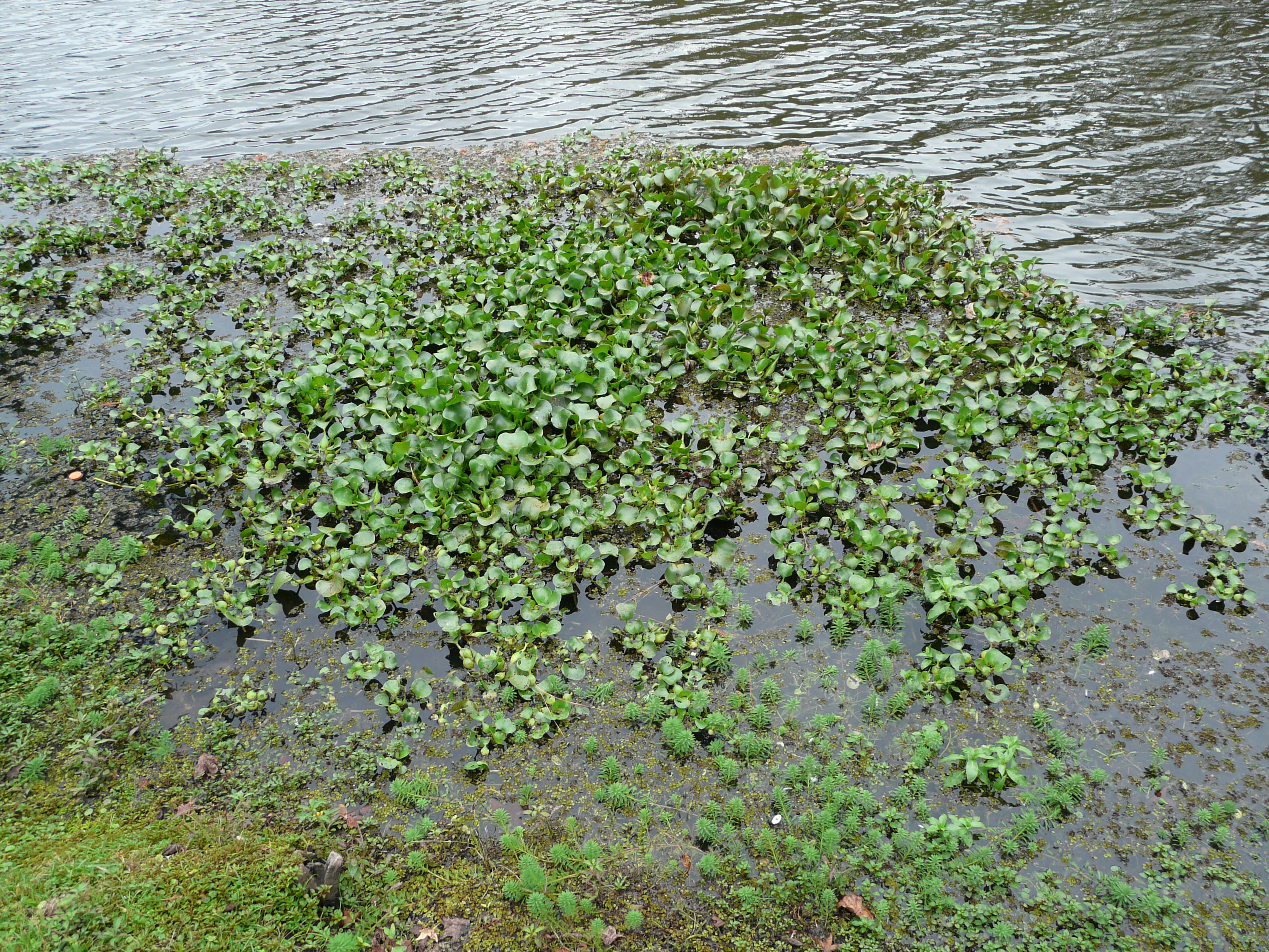 Pond Weeds – Water Hyacinth | Thomas County Ag