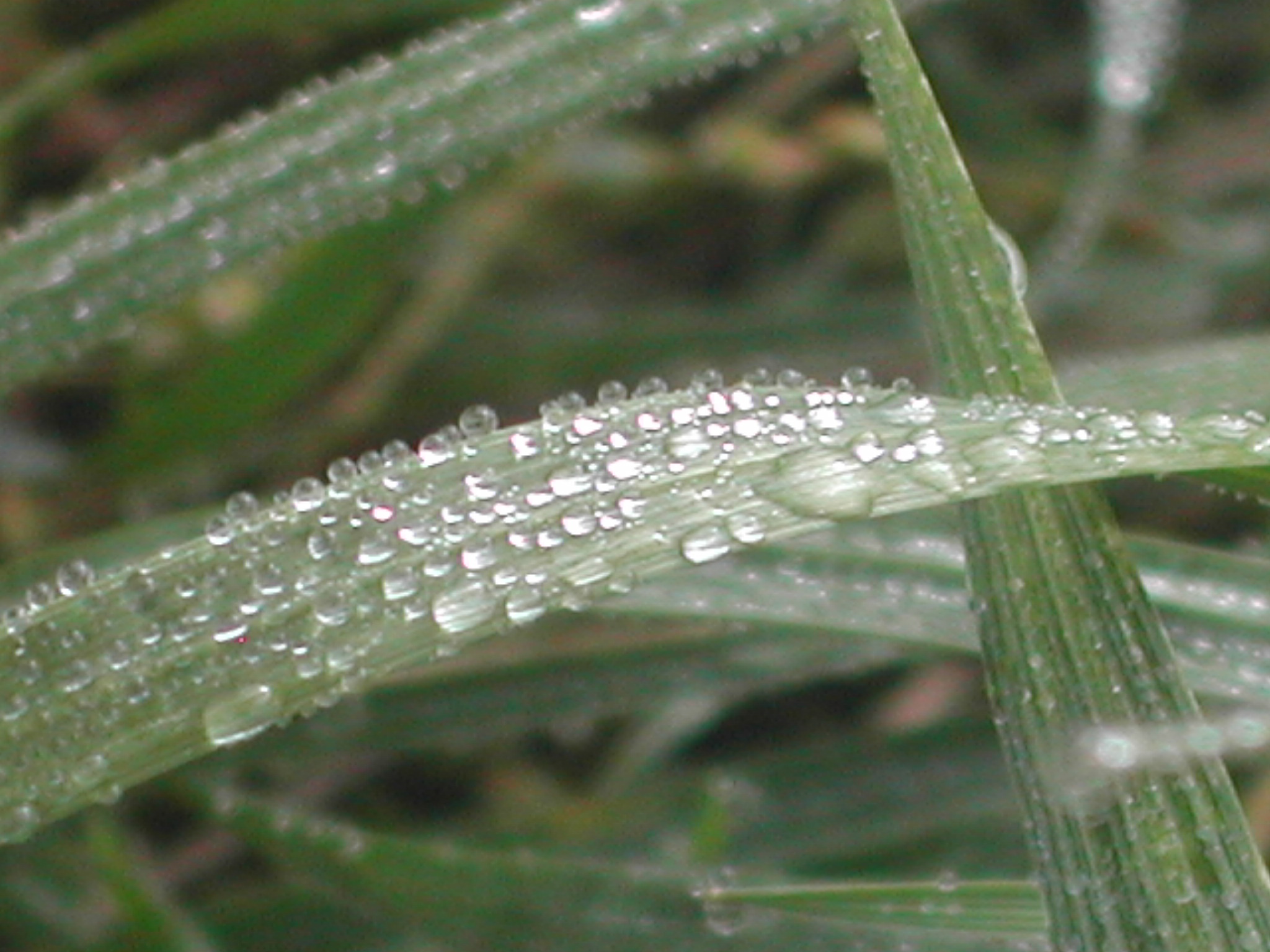 Weeds and water, Bspo06, Dew, Drops, Morning, HQ Photo