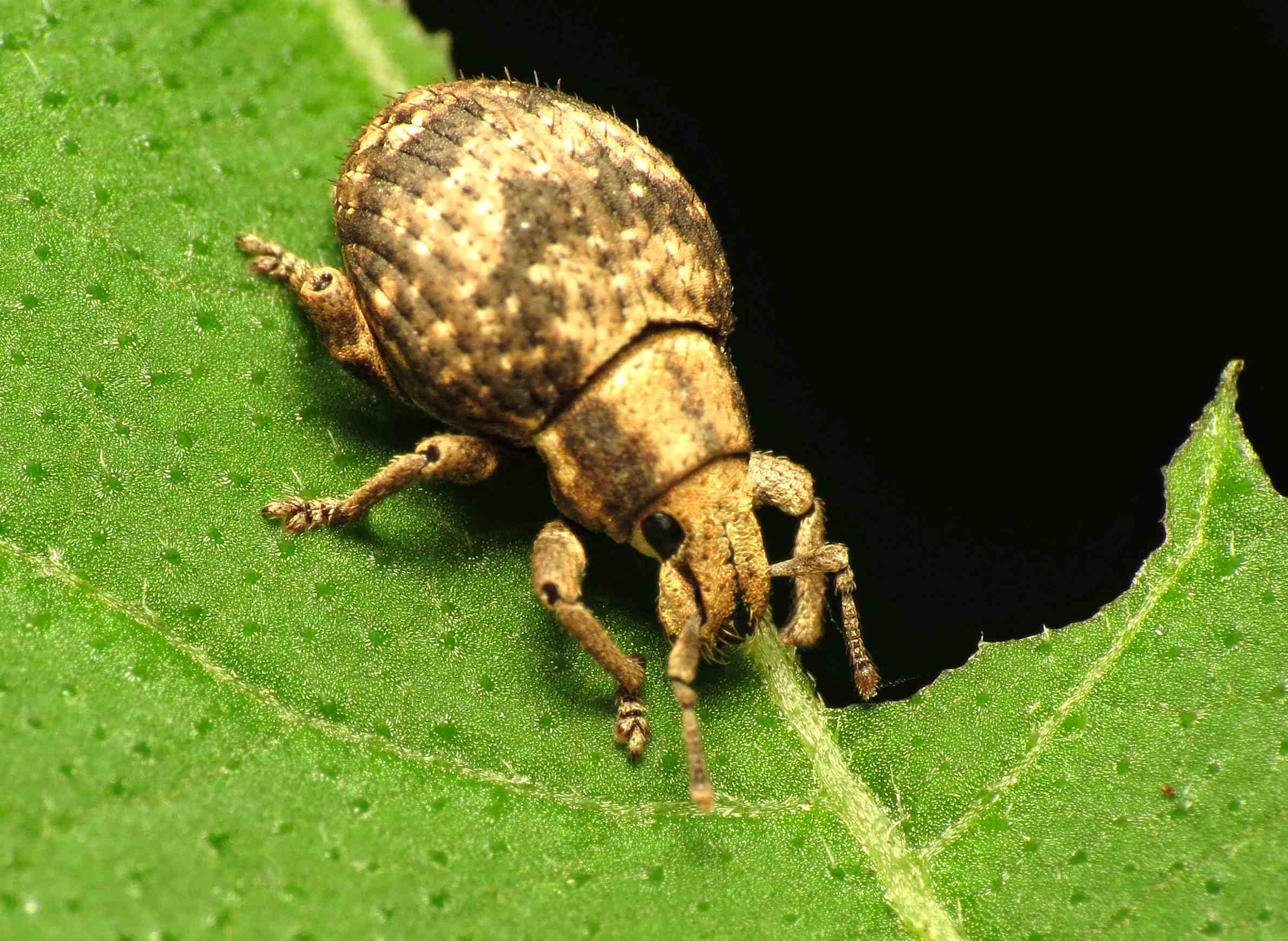 Japanese Weevil Makes Its Wisconsin Debut | WisContext