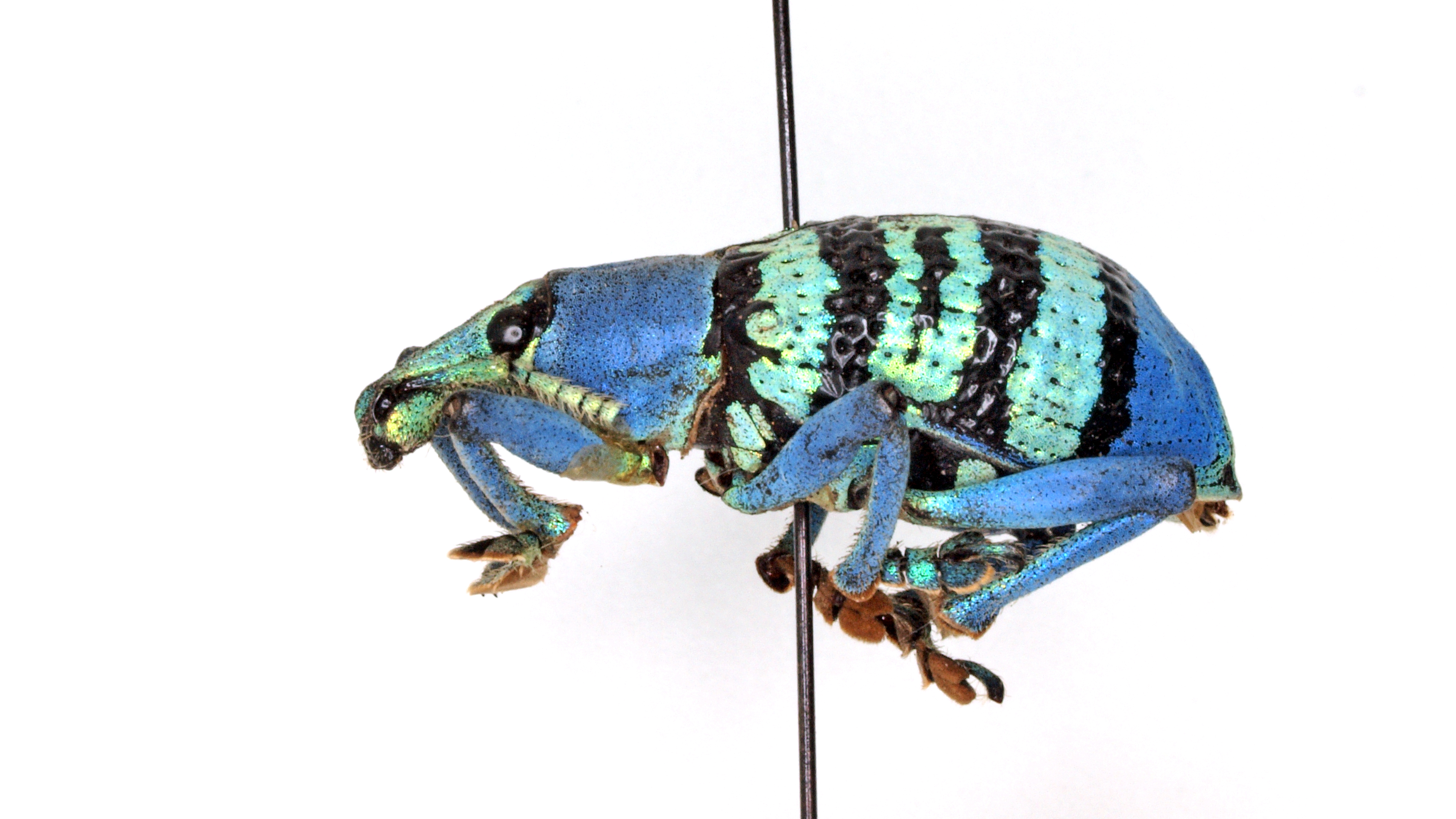 Why is This Weevil #BlueandBlack? And How Do We Know? – Drexel News Blog