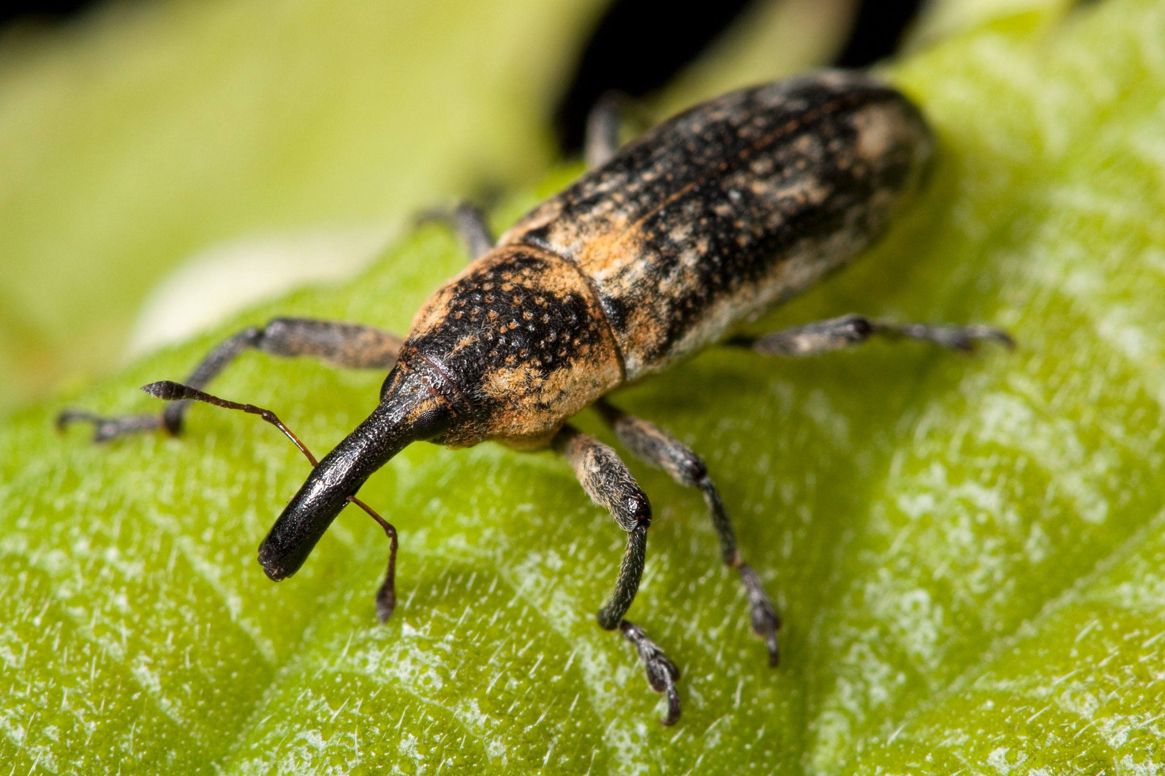 Weevil on the plant photo