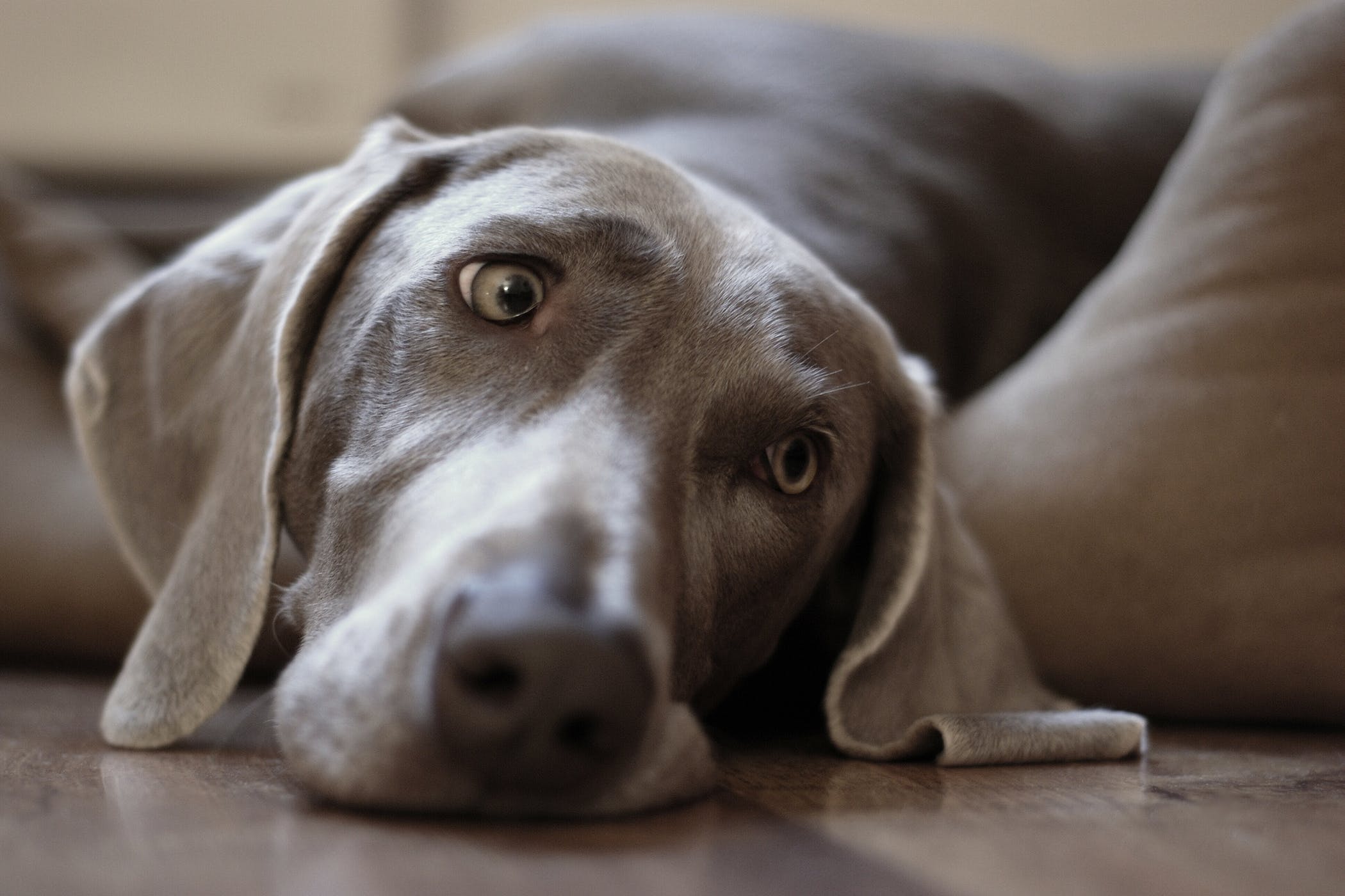 Weimaraner Immunodeficiency Syndrome in Dogs - Symptoms, Causes ...