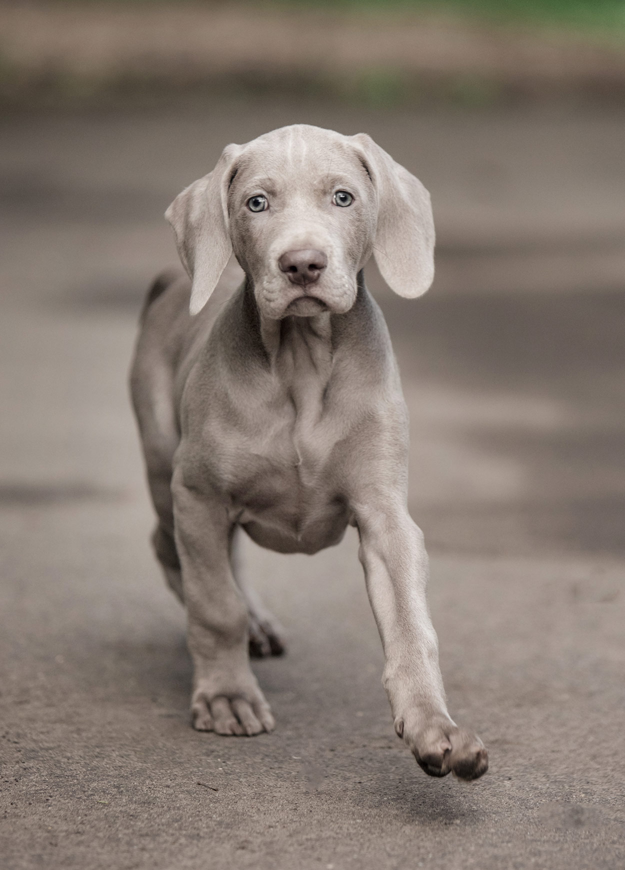 Weimaraner Names - Amazing Ideas For Naming Your Silver Pup