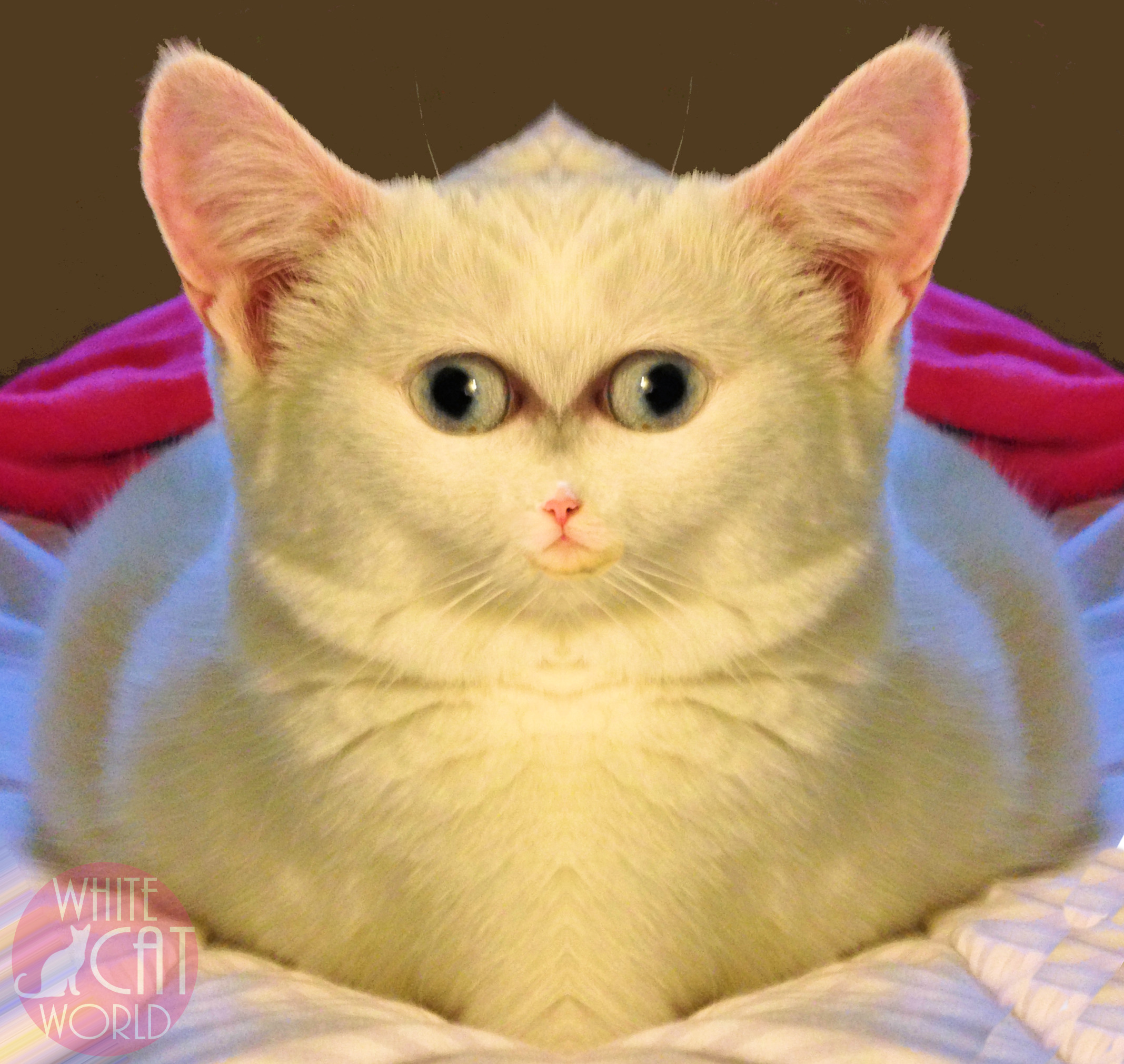 Weird Cat Androids & Hybrid Cat Avatars « White Cat World