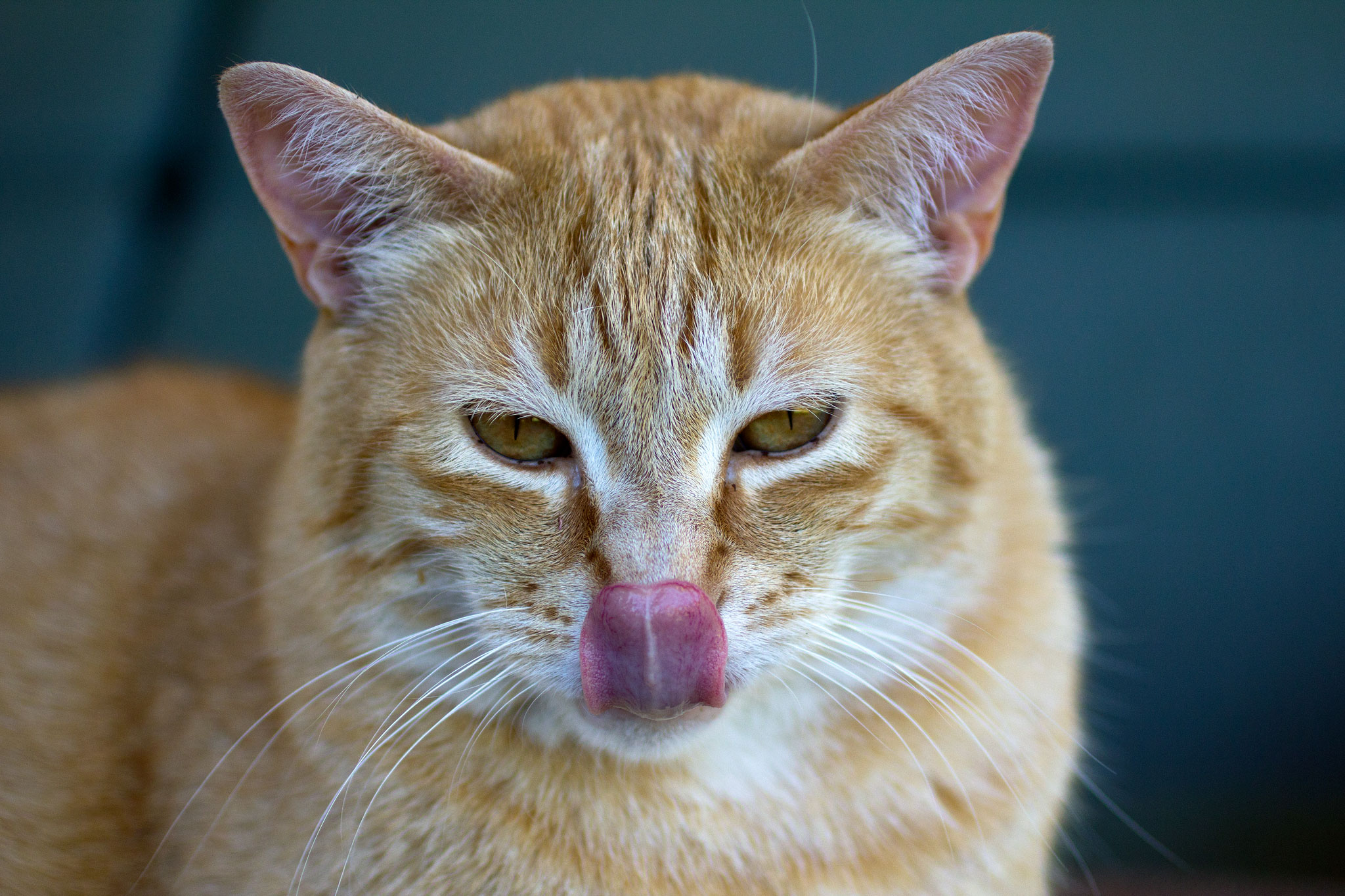 Why Cats Lick Plastic, and Other Odd Behaviors Explained