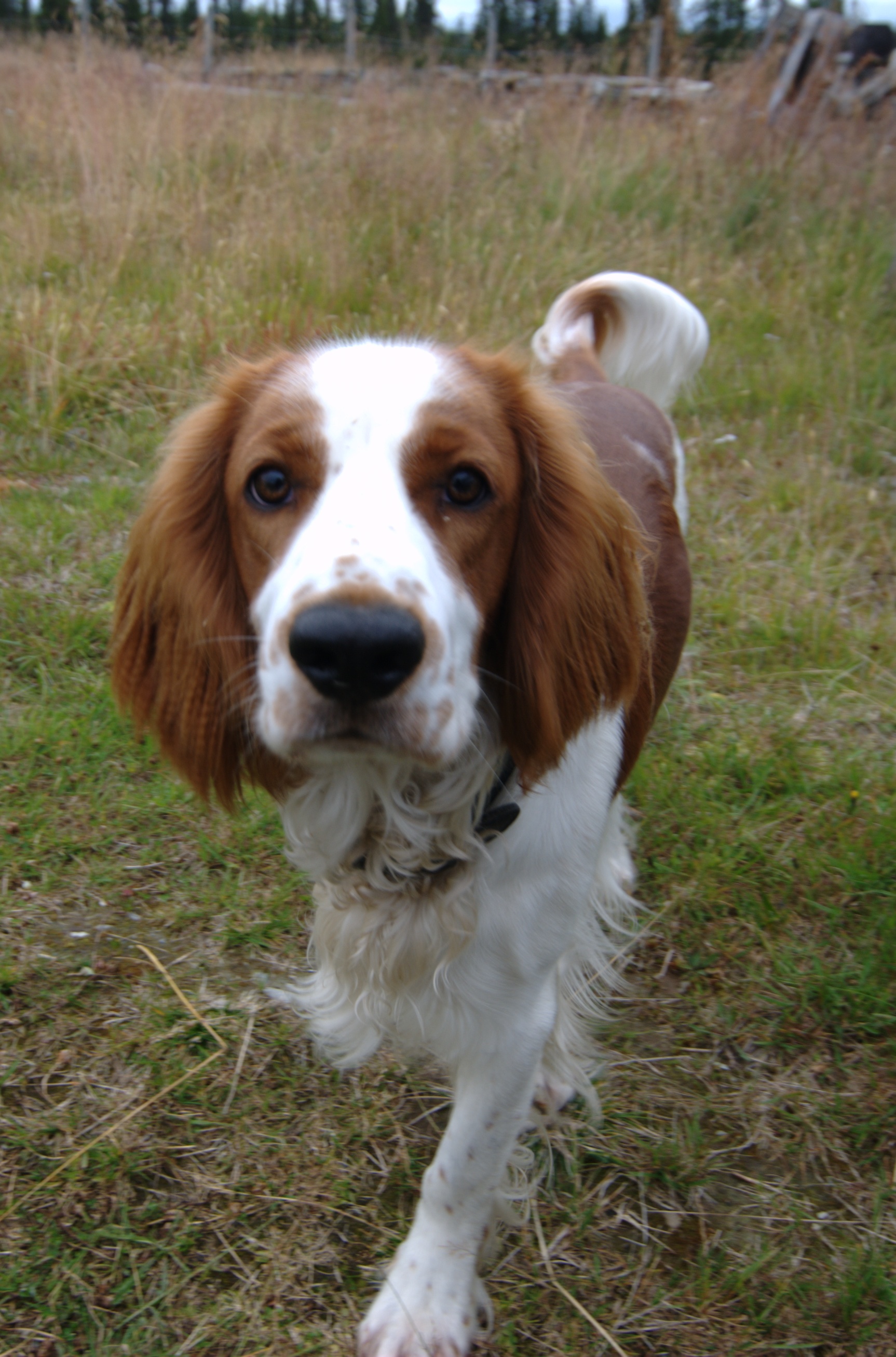 File:Welsh Springer Spaniel Dog.jpg - Wikimedia Commons