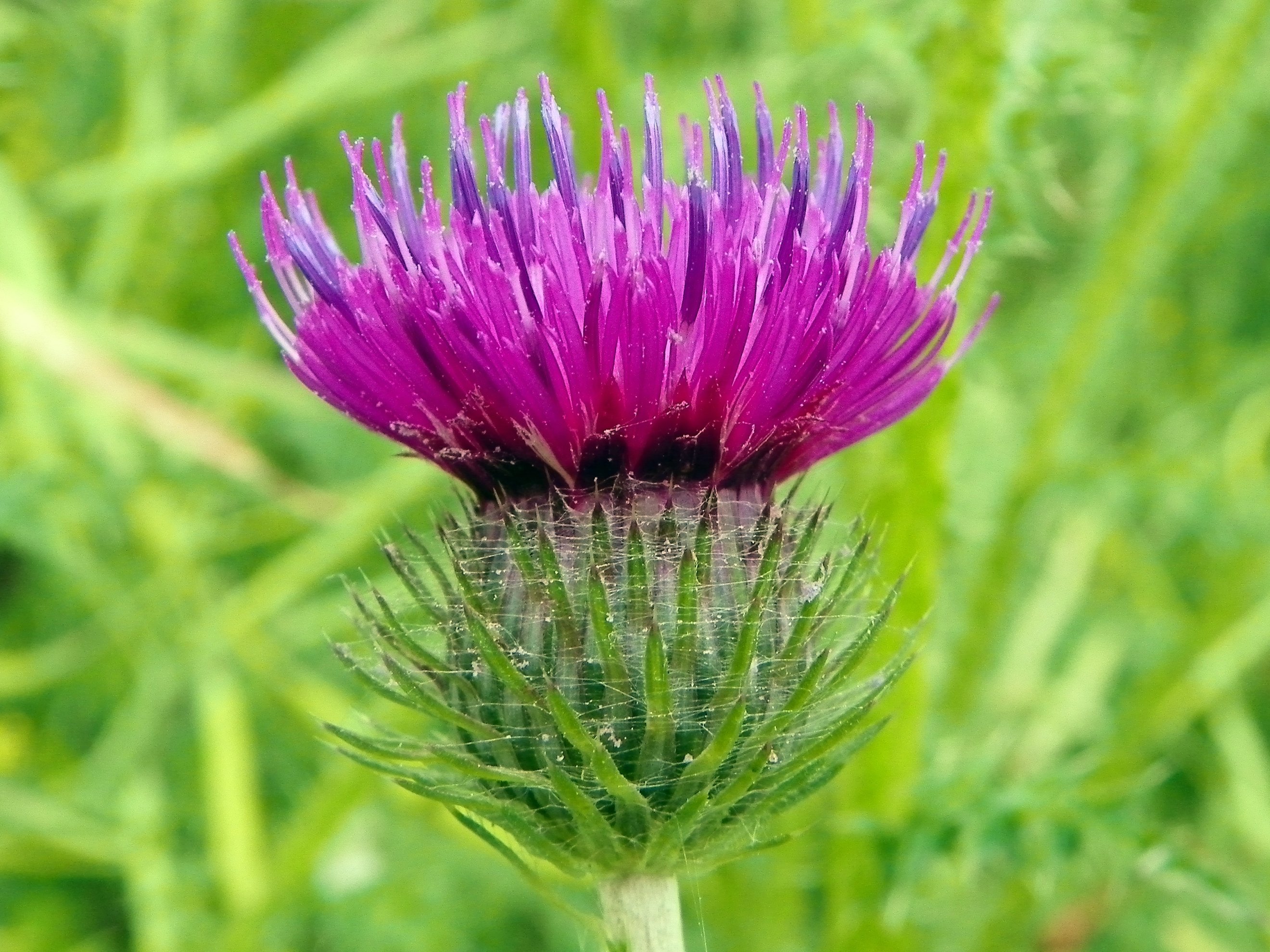 Welted thistle photo