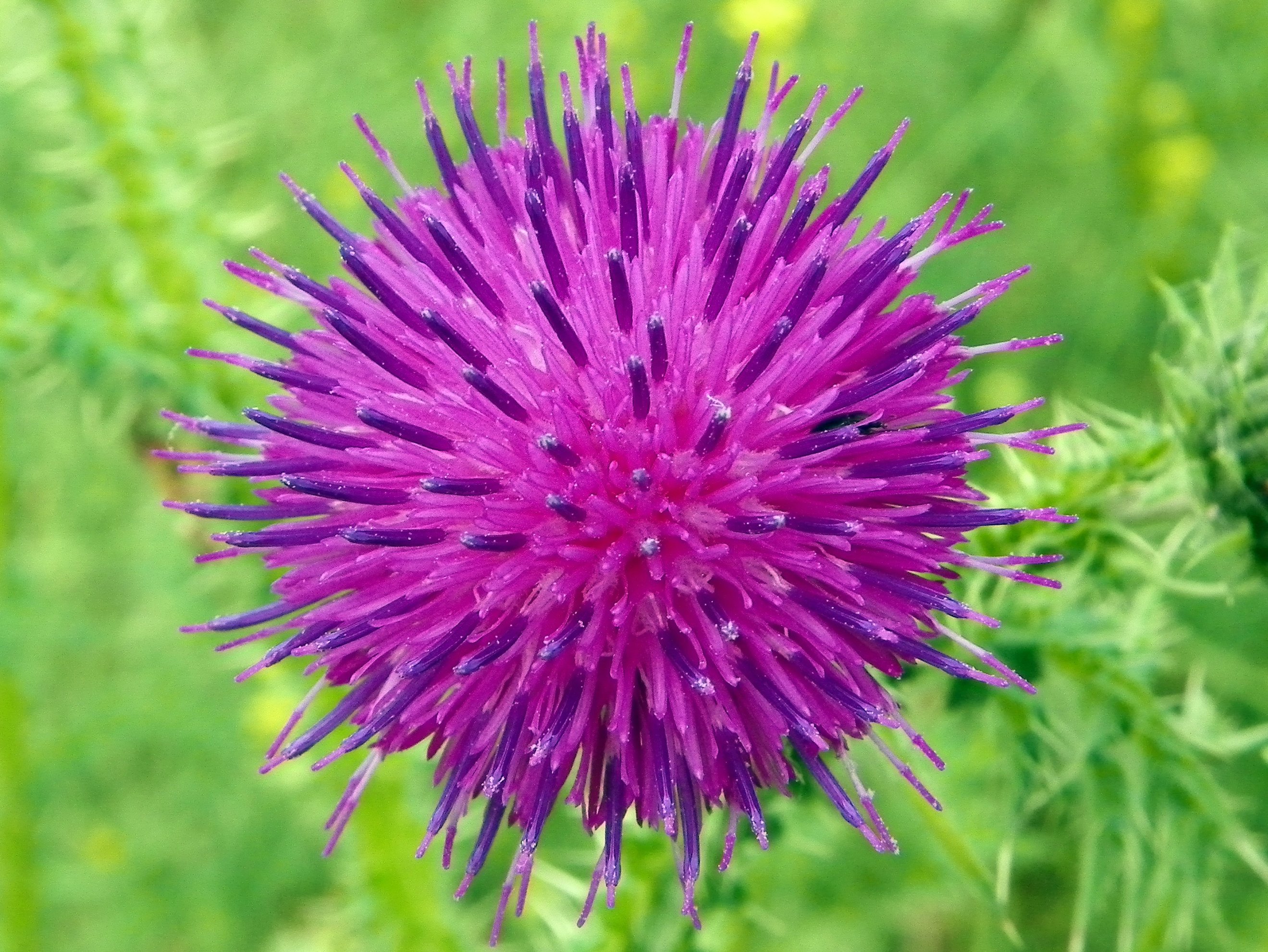 File:Welted Thistle Carduus crispus.jpg - Wikimedia Commons