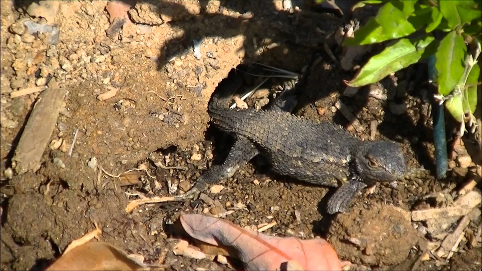 Western Fence Lizard fills her nest - YouTube