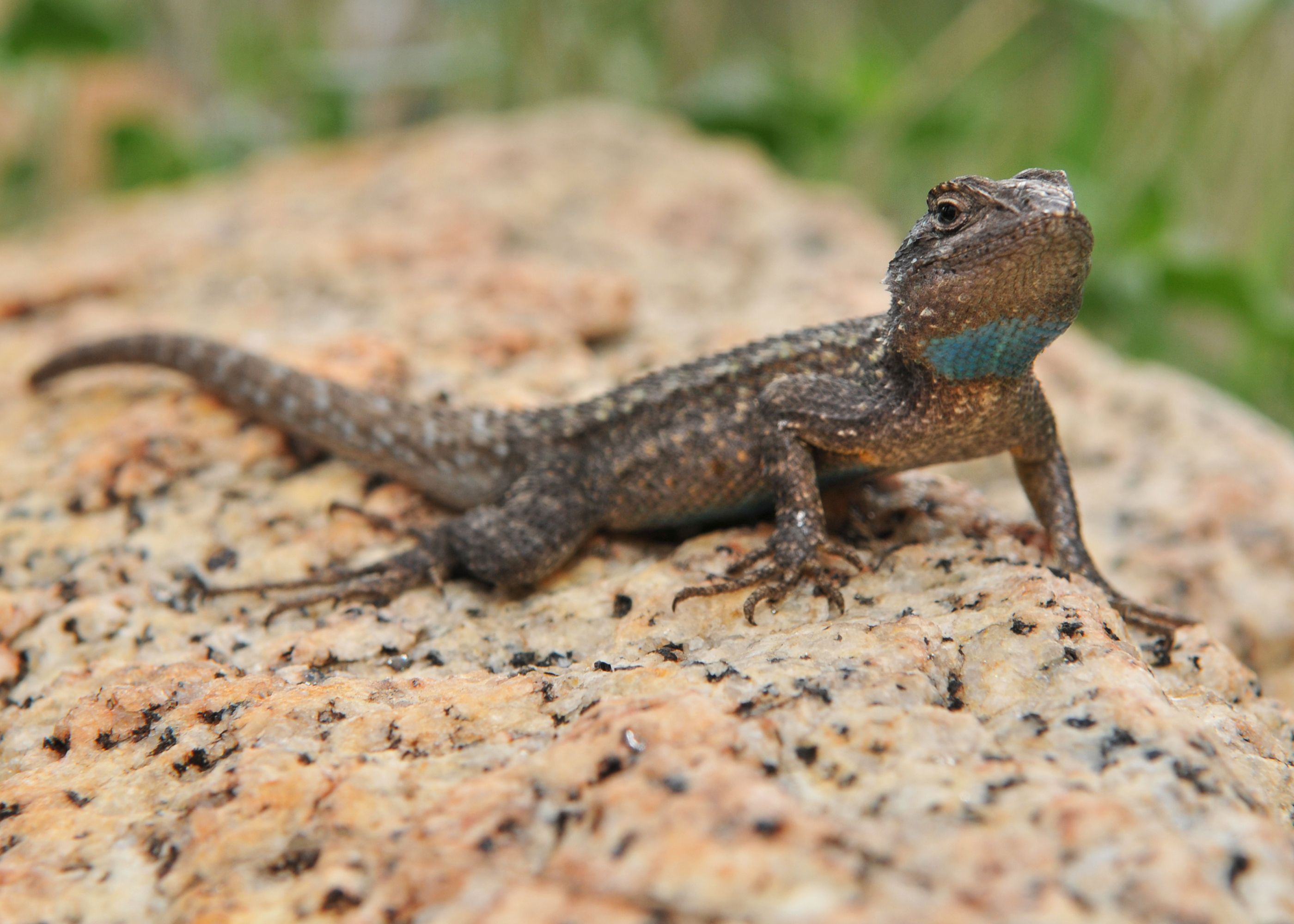 western fence lizard - Google Search | lizards and geckos ...