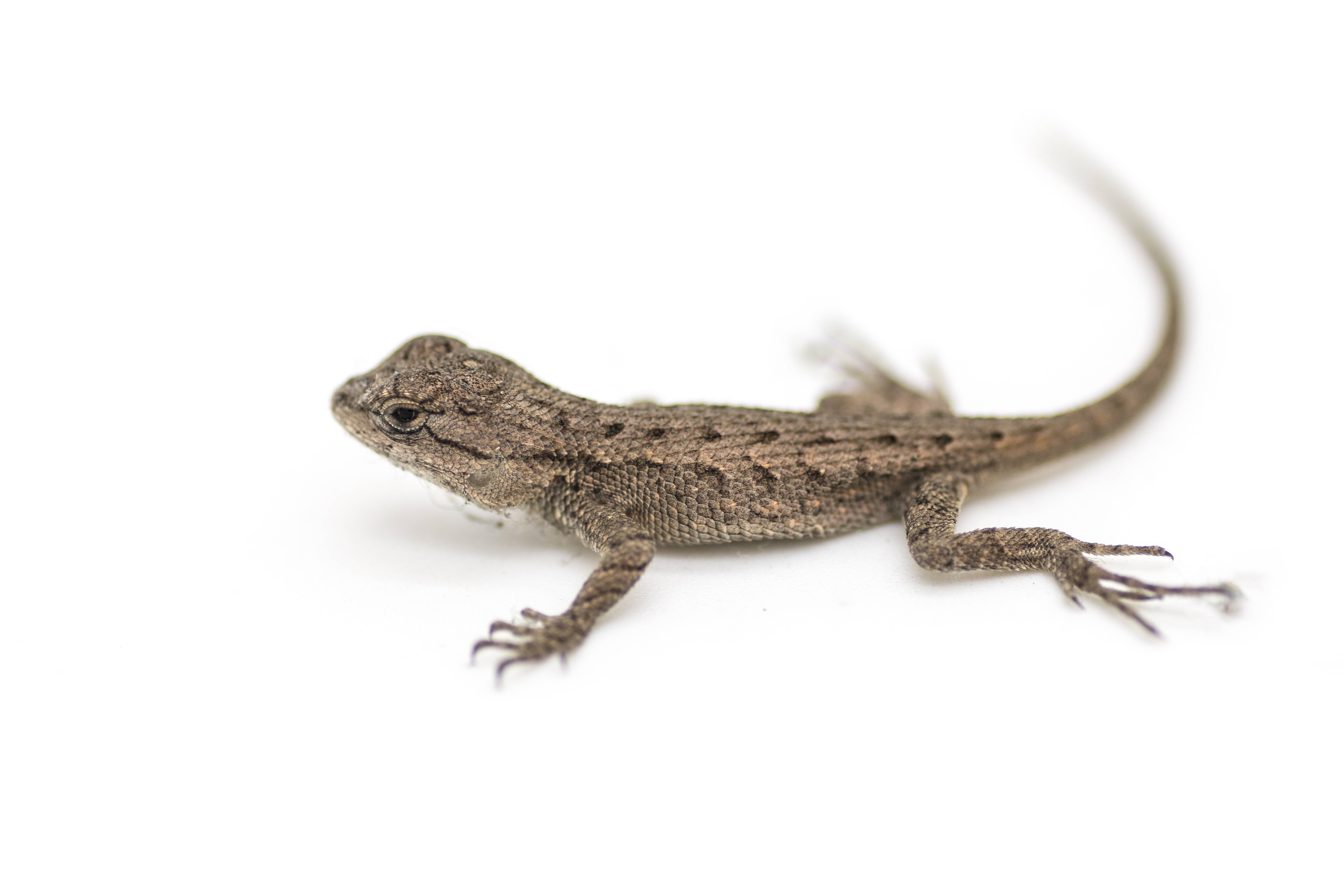 A different kind of aww, baby Western Fence Lizard (story in ...
