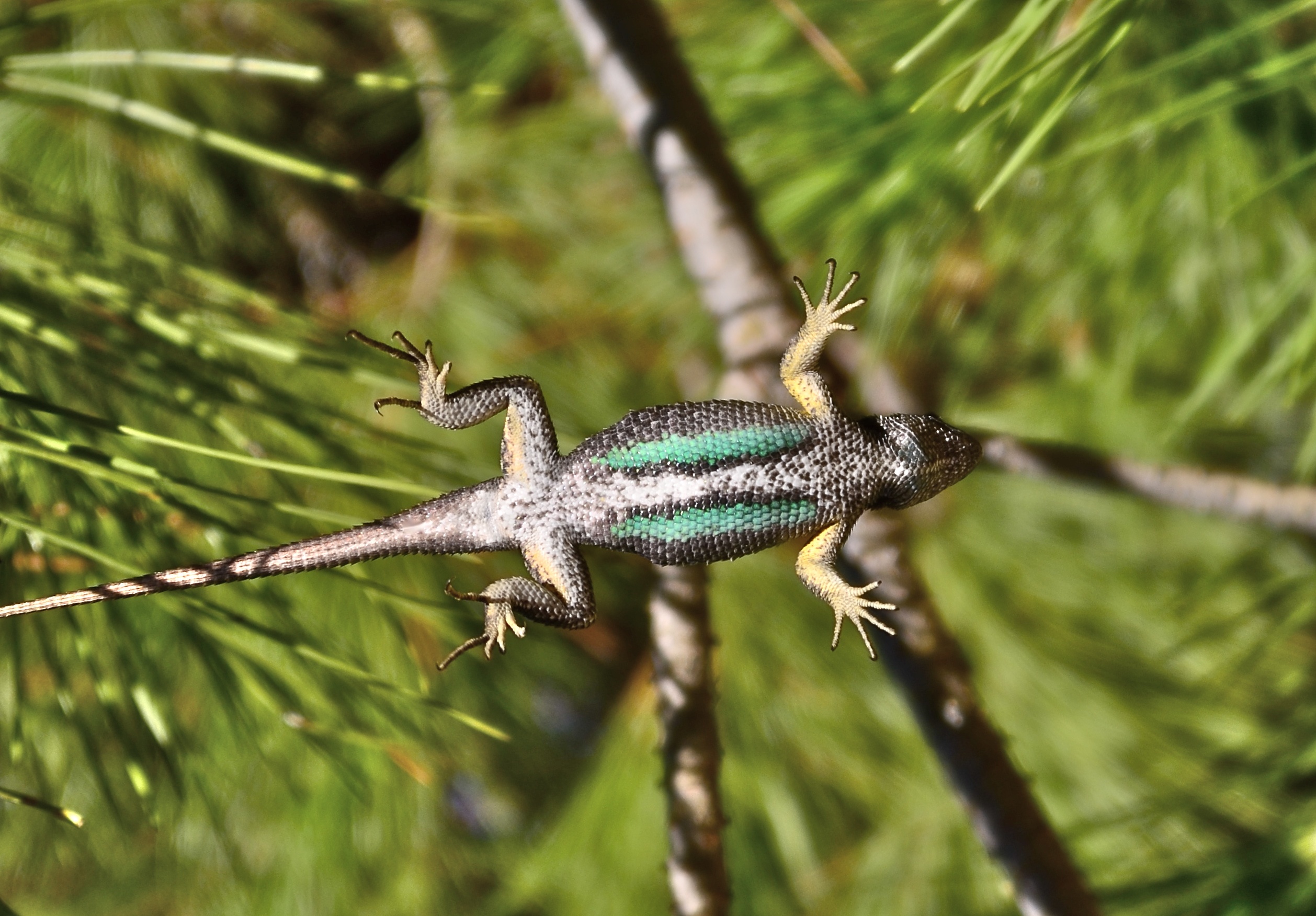 File:Western fence lizard - underside.jpg - Wikimedia Commons