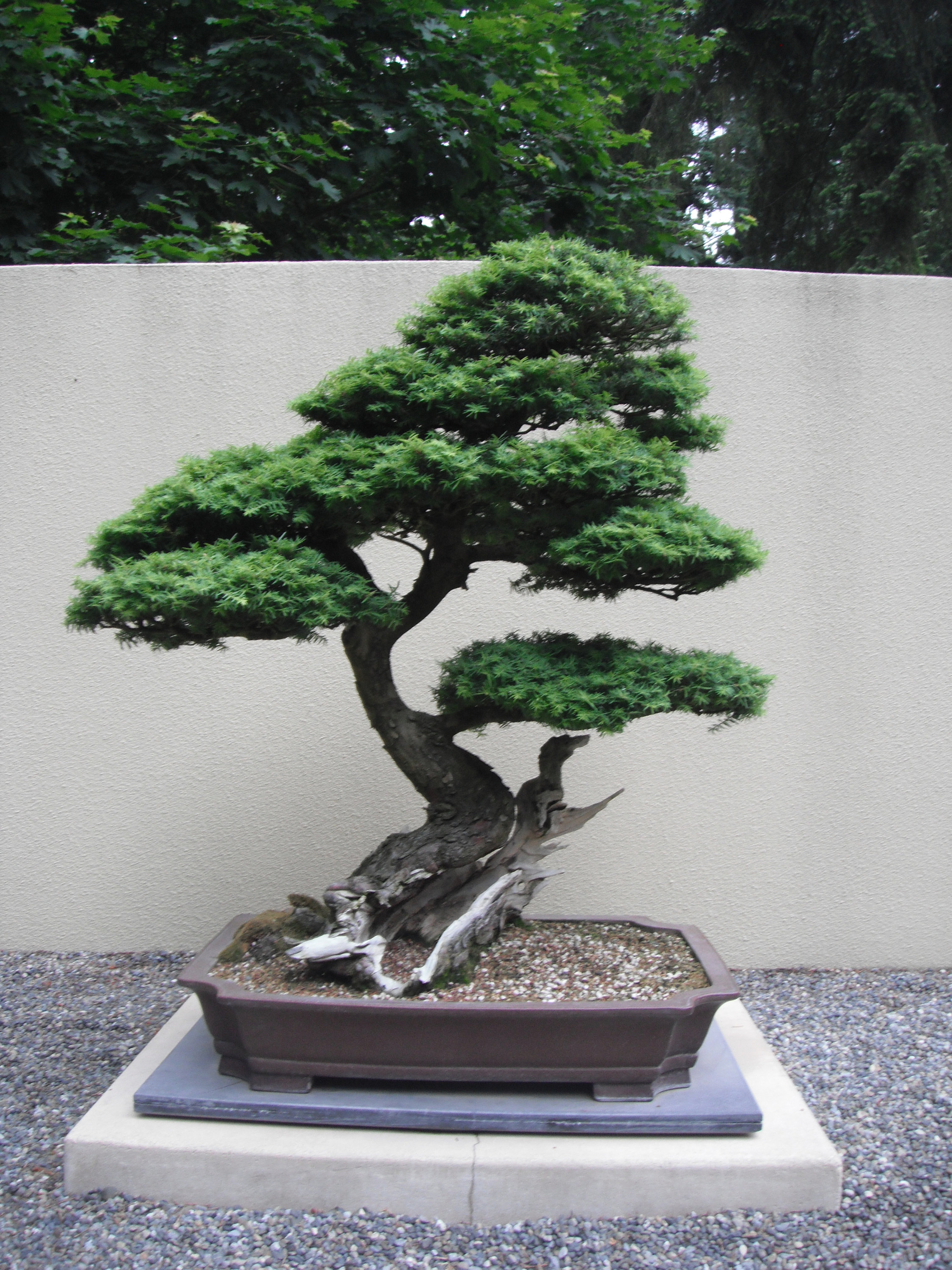 Western hemlock bonsai photo