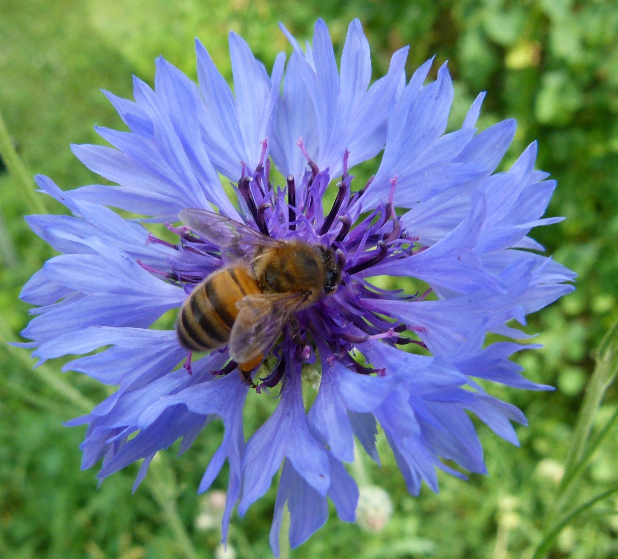 Western honeybee on the flower photo