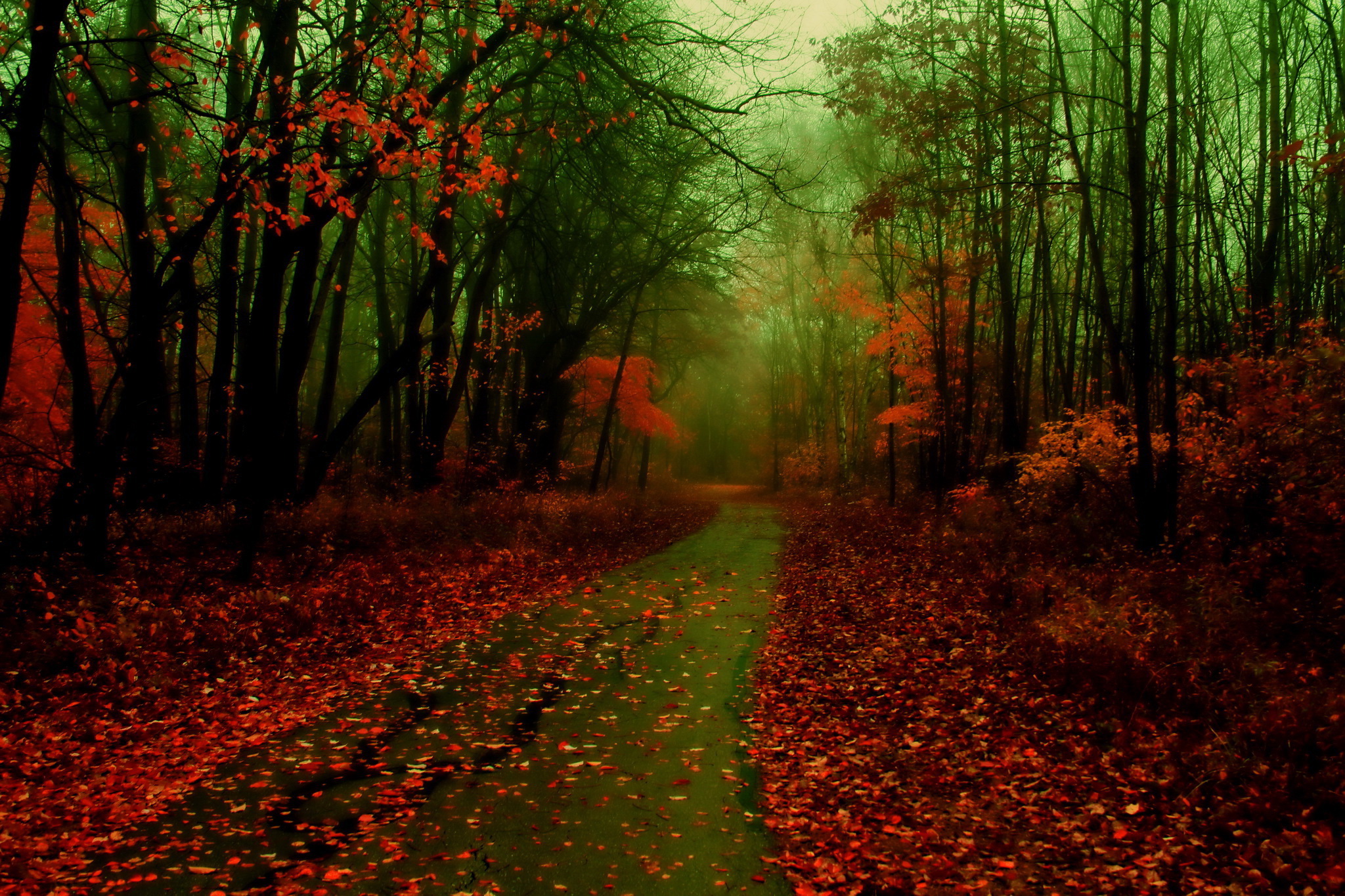 Wet autumn / 2048 x 1365 / Forest / Photography | MIRIADNA.COM