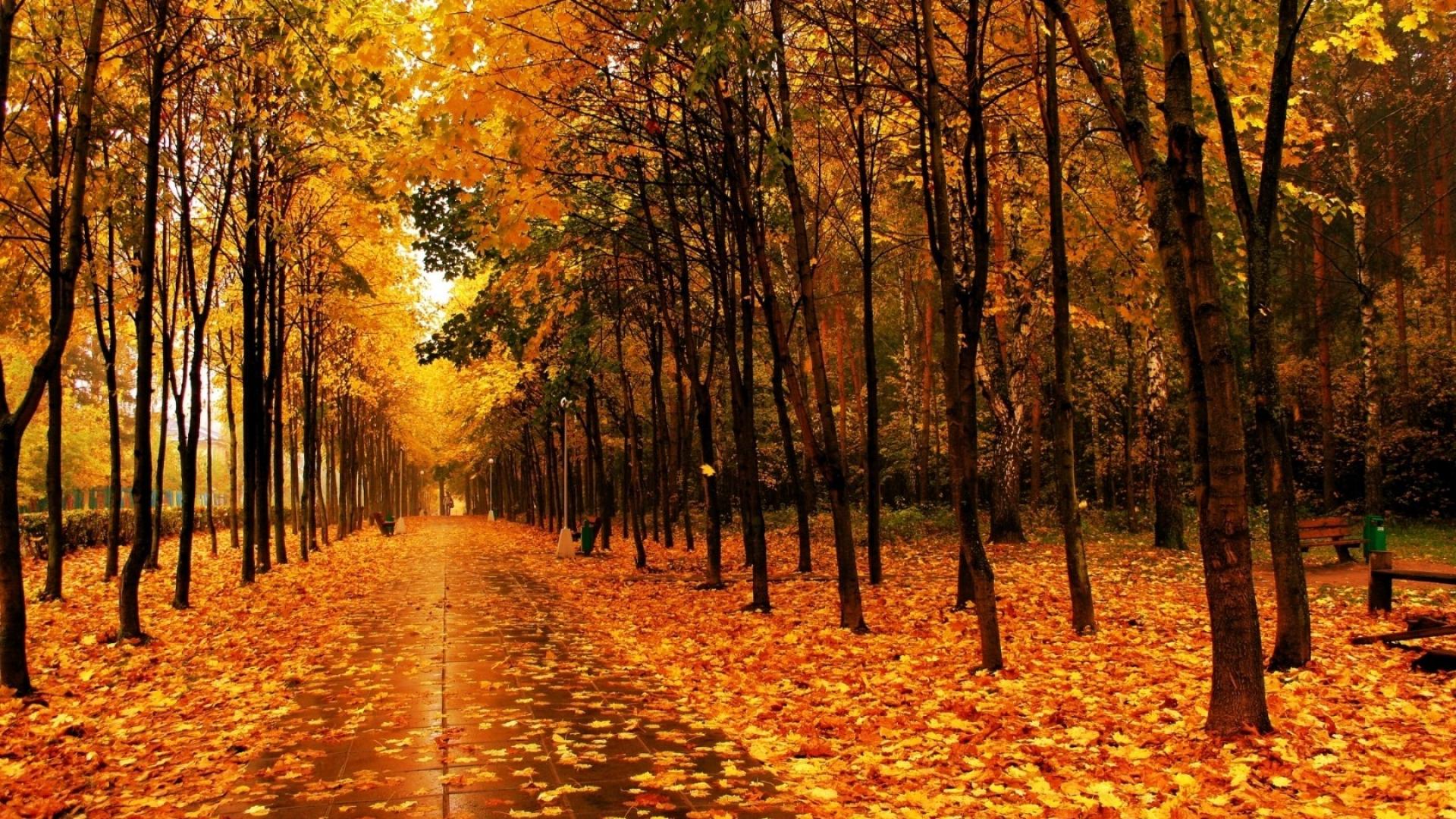 Trees wet path parks tile avenue autumn wallpaper | (25406)