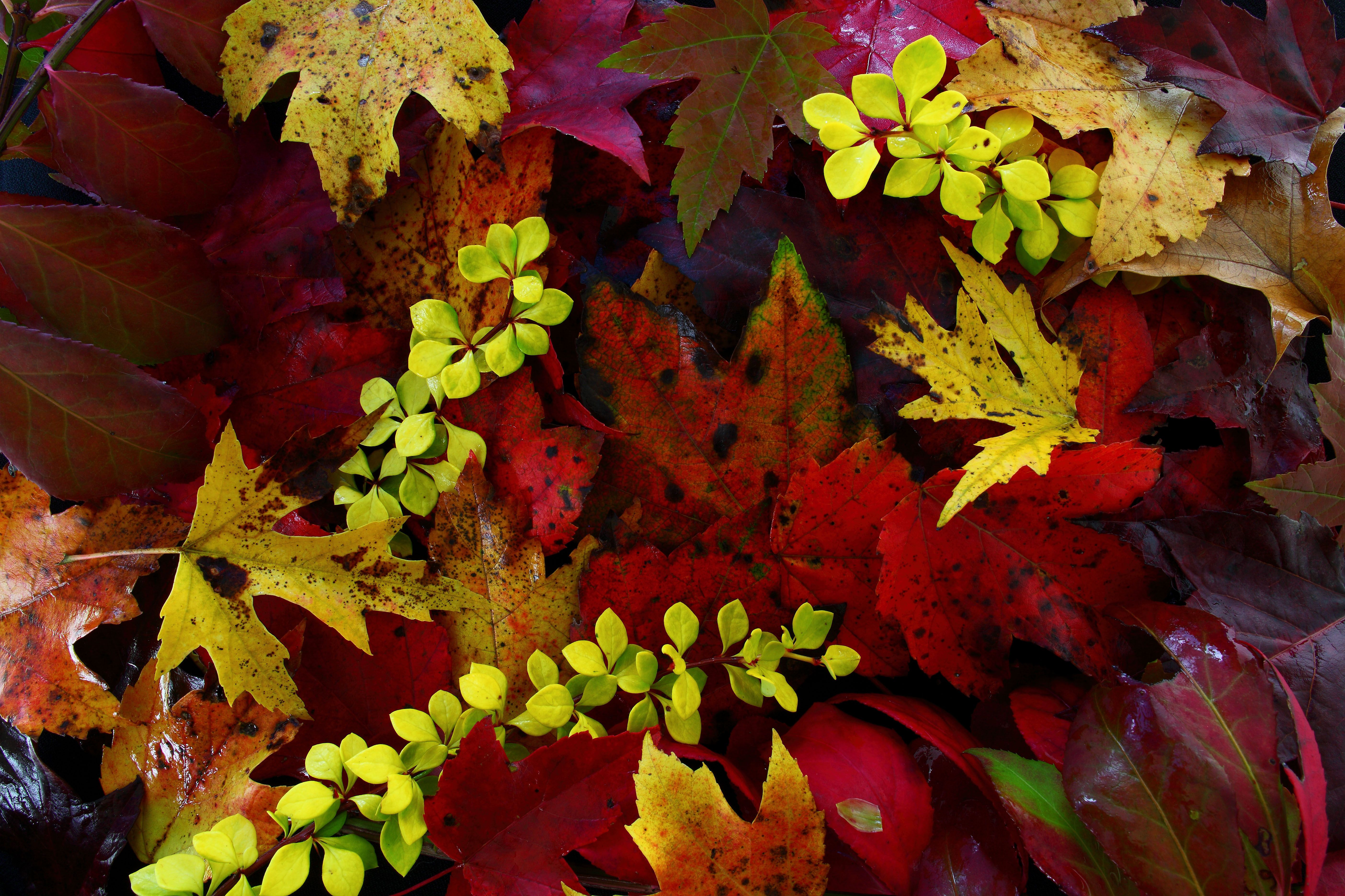 Predicting Fall Color and Autumn Leaf Display