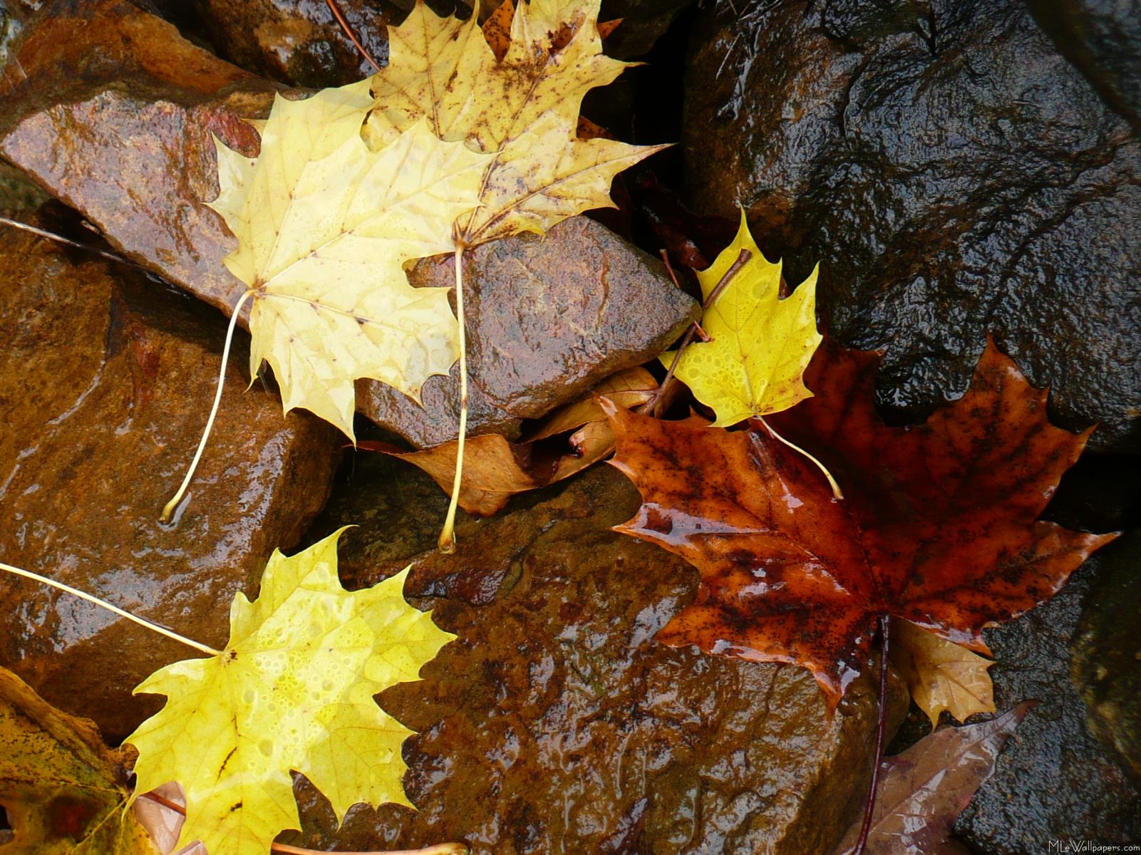 MLeWallpapers.com - Wet Leaves and Rocks
