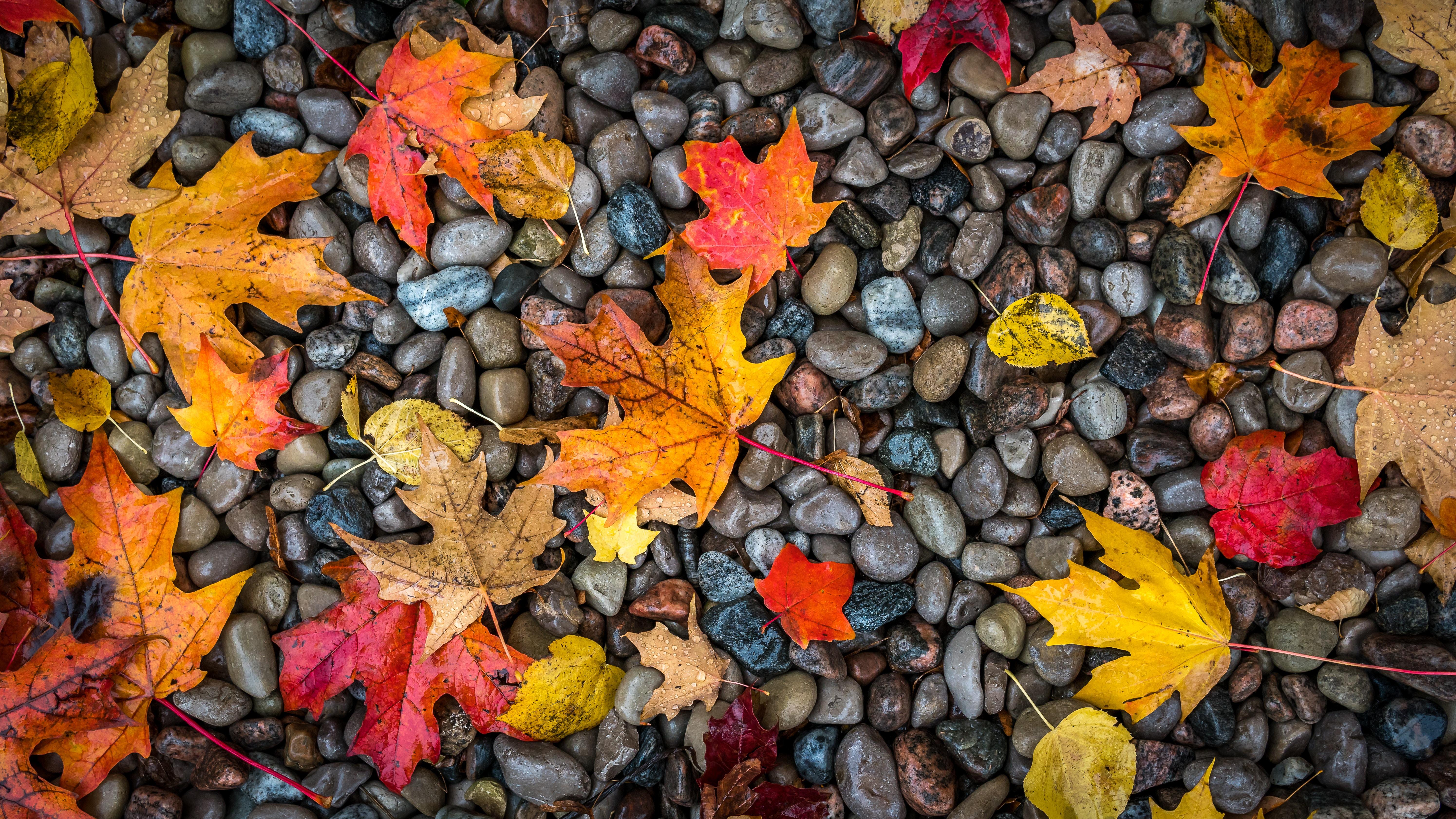 wallpaper leaves, stones, maple, wet, autumn HD : Widescreen : High ...