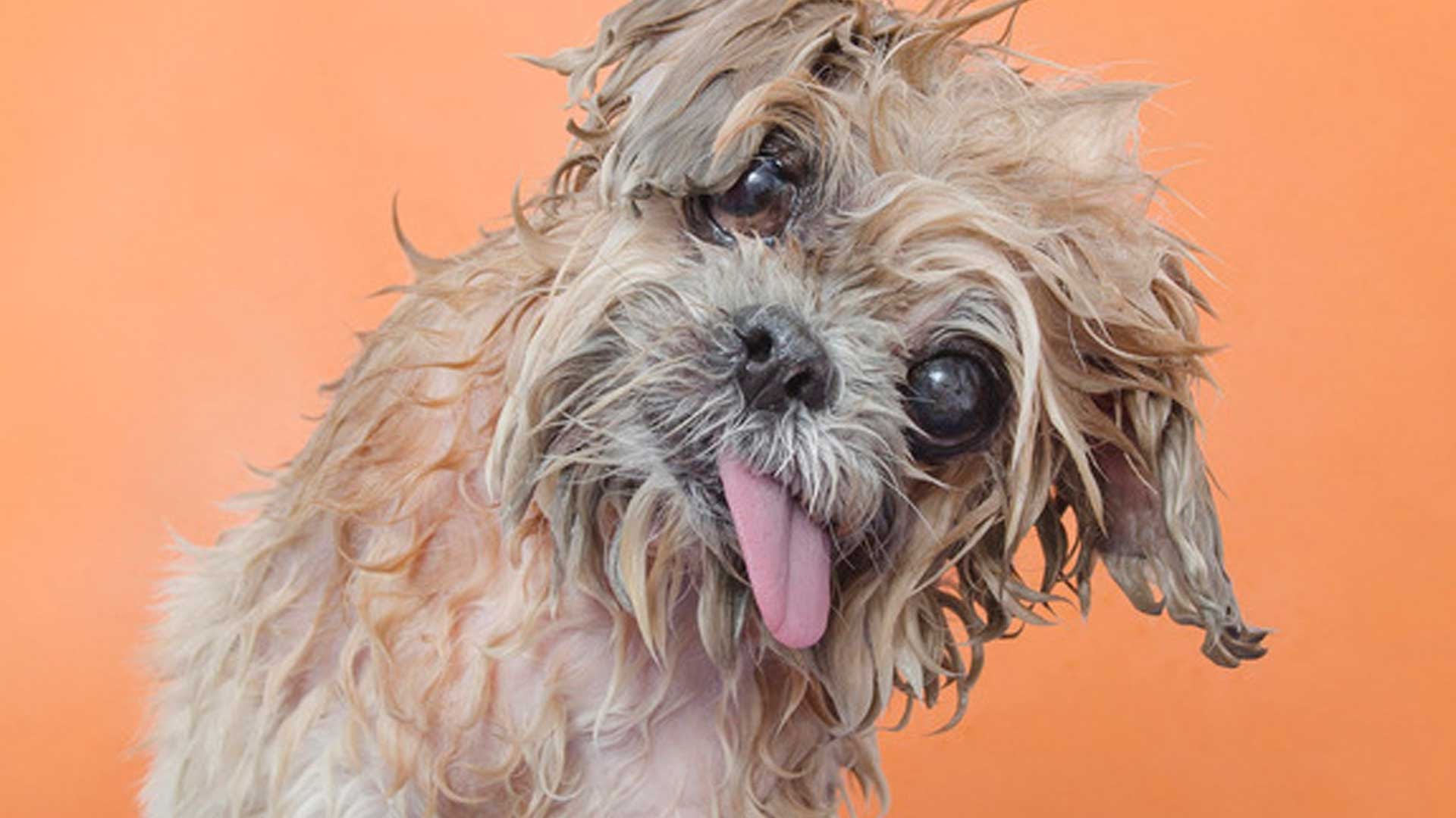 Wet dog photo