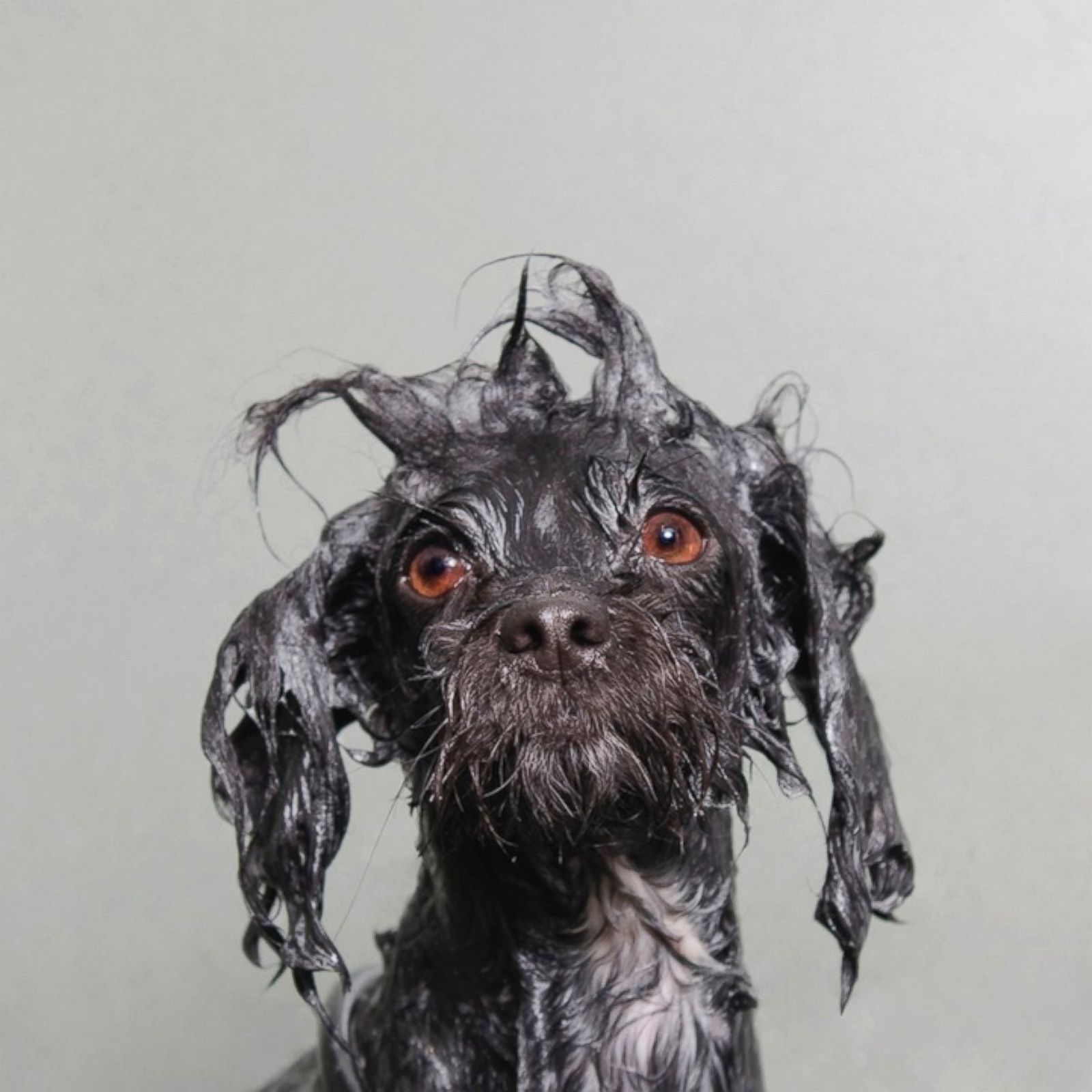 Wet Dog Portraits Photos | Image #10 - ABC News