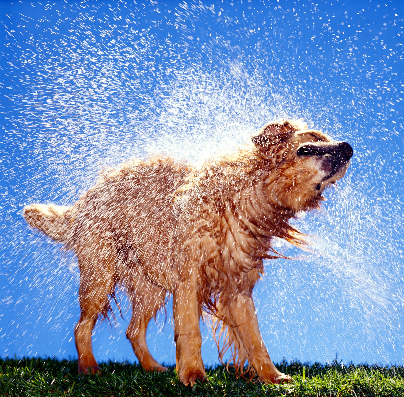 What's Up With That: The Gross Chemistry Behind That Funky Wet-Dog ...