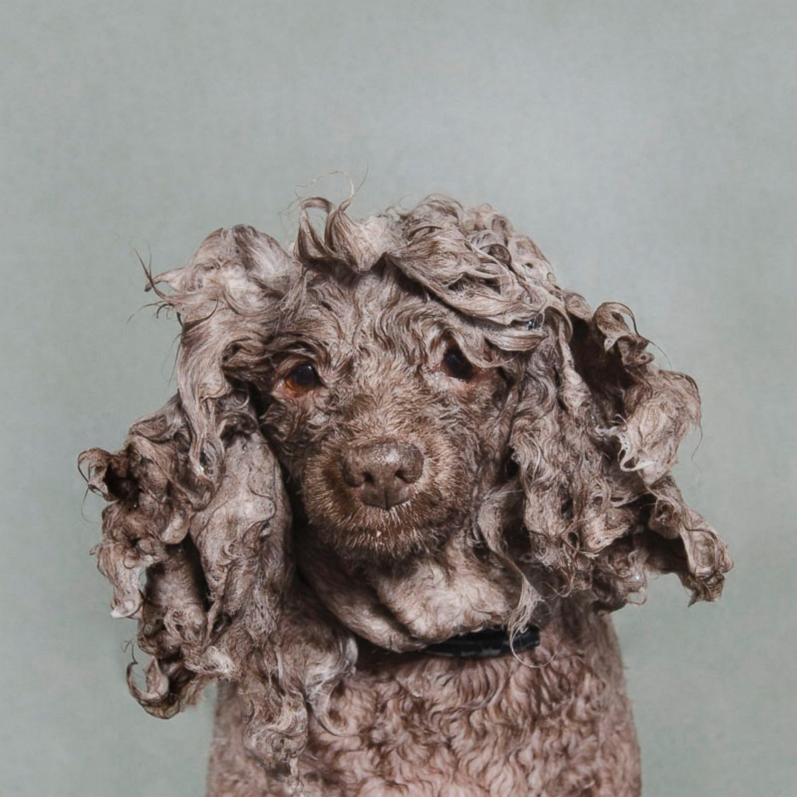 Wet Dog Portraits Photos | Image #1 - ABC News