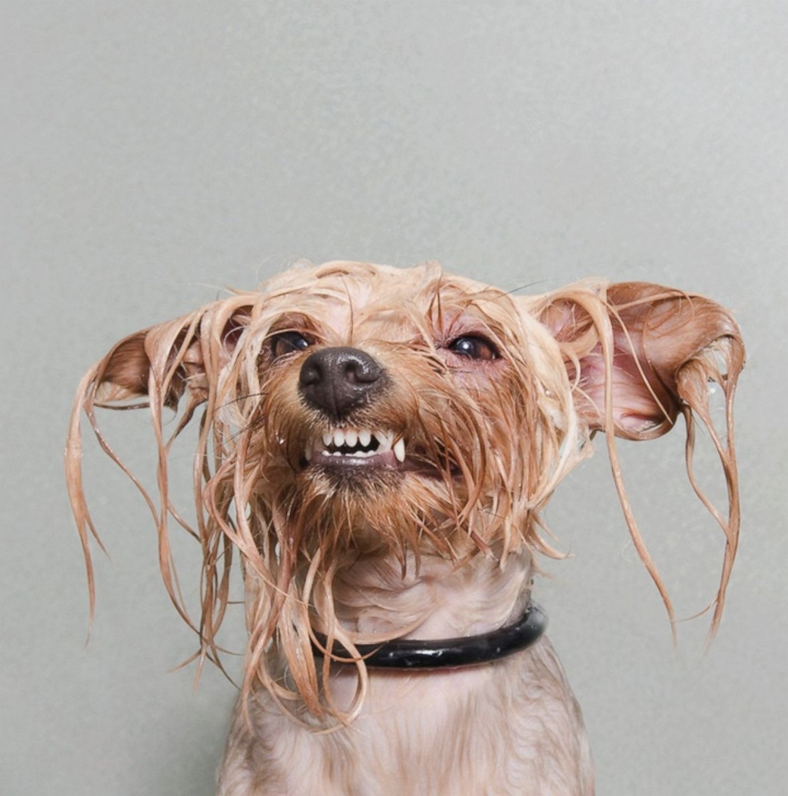 Wet Dog Portraits Photos | Image #3 - ABC News