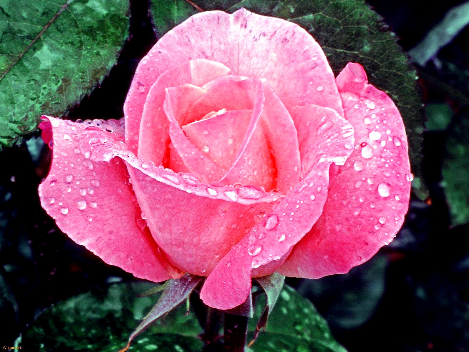 Flowers: Flowerbed Drops Roses Nature Green Pink New Wet Garden ...