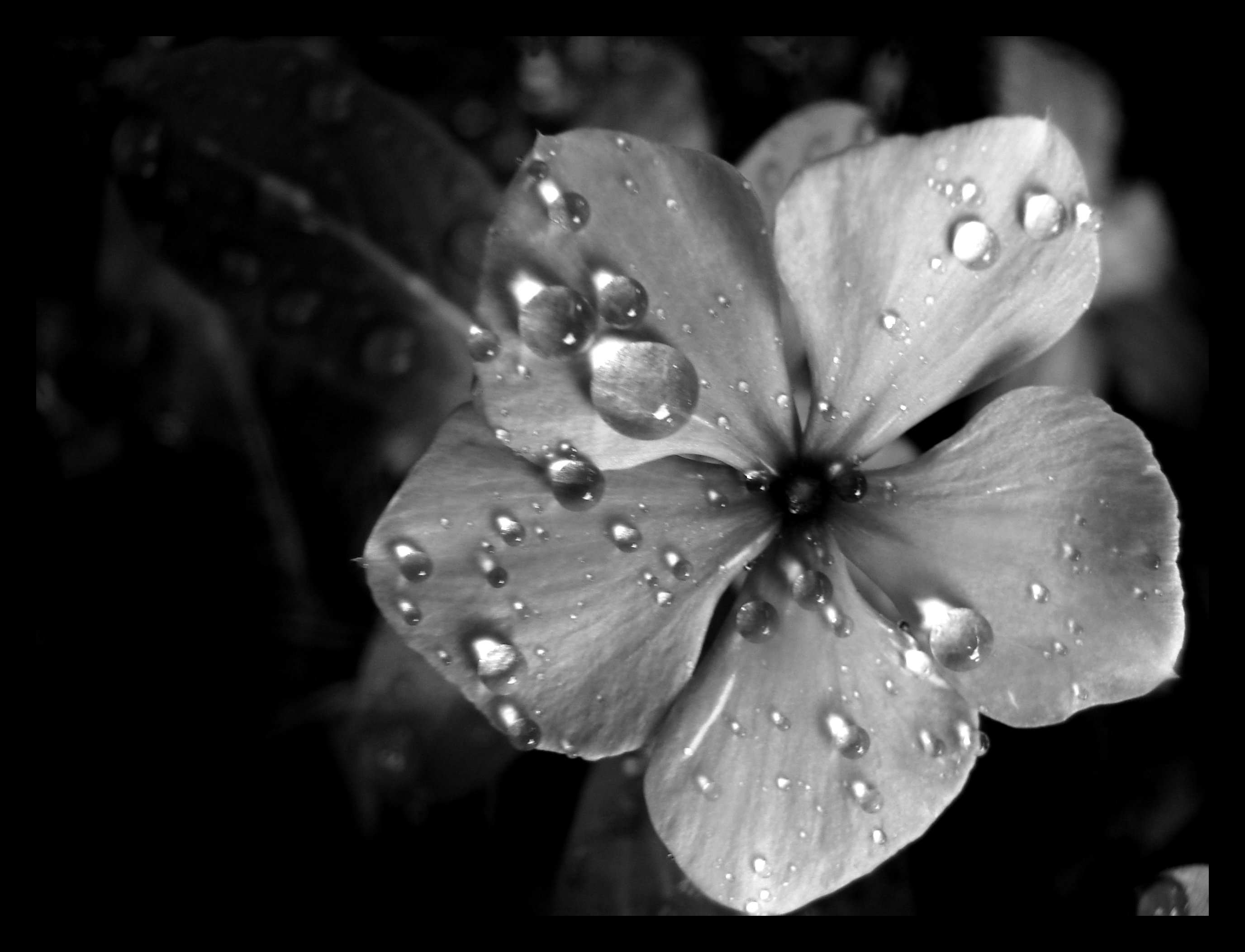 Wet flower II. by AllisonCan on DeviantArt